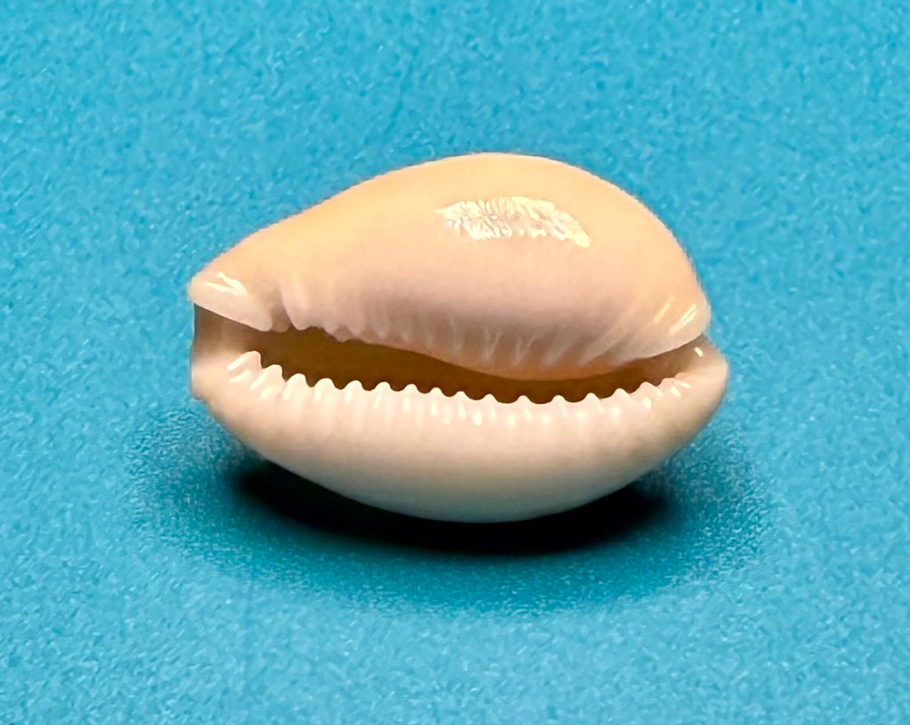 Naria acicularis – Yellow Cowrie – Pulley Ridge – 22.1mm – #0603CYP-TSC