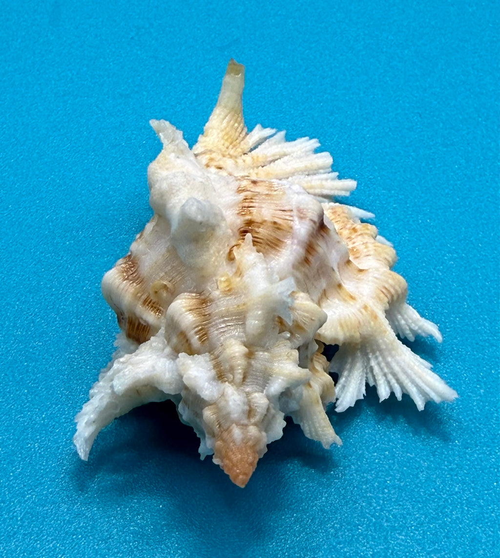 Chicoreus riverai  Petuch & Berschauer ,2026 — 55.2mm Deep-Water Murex • Dry Tortugas • Named After Collector • TSC Provenance