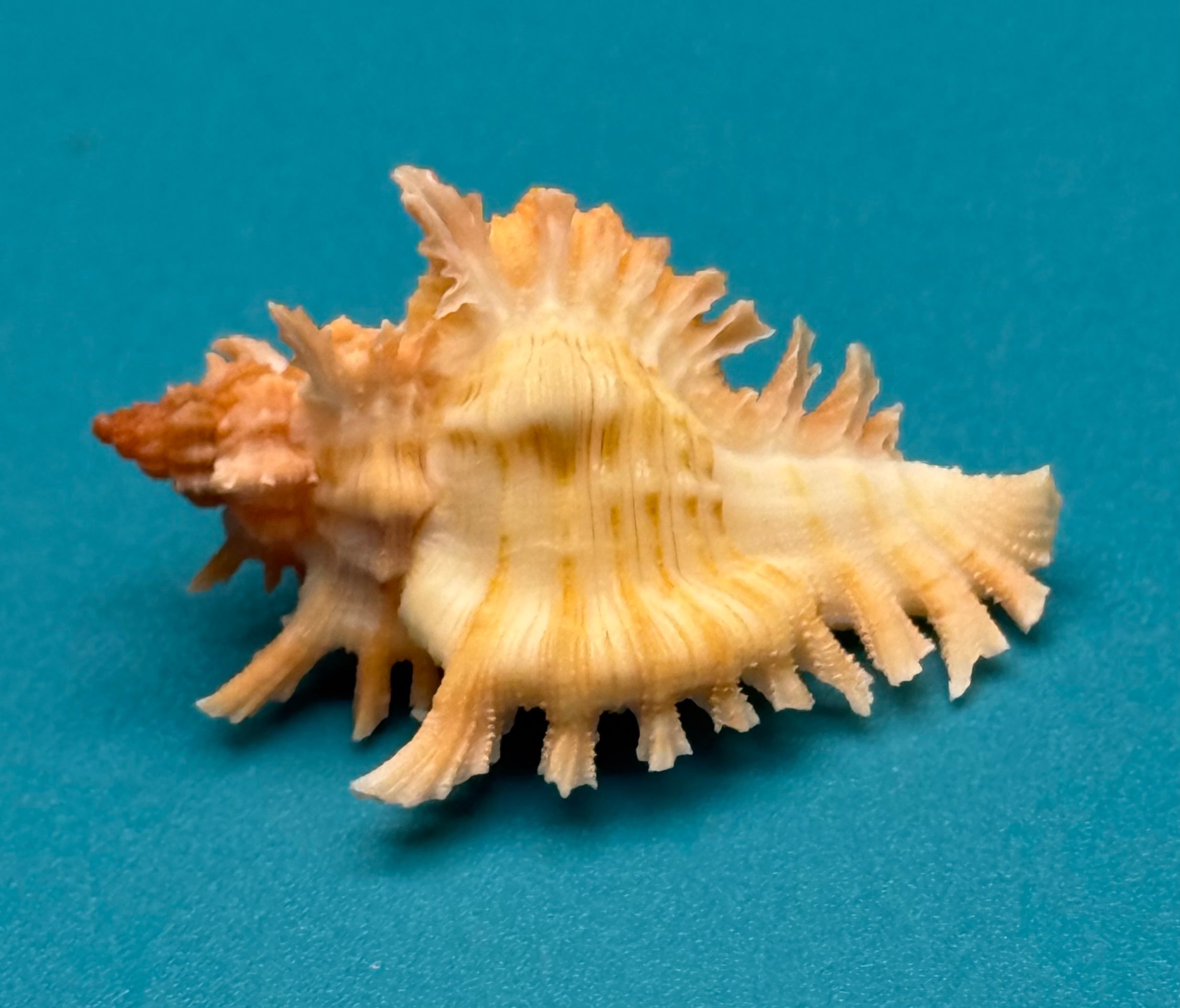 Chicoreus riverai – Pulley Ridge – 33.4mm – Named Species – F+++ w/o