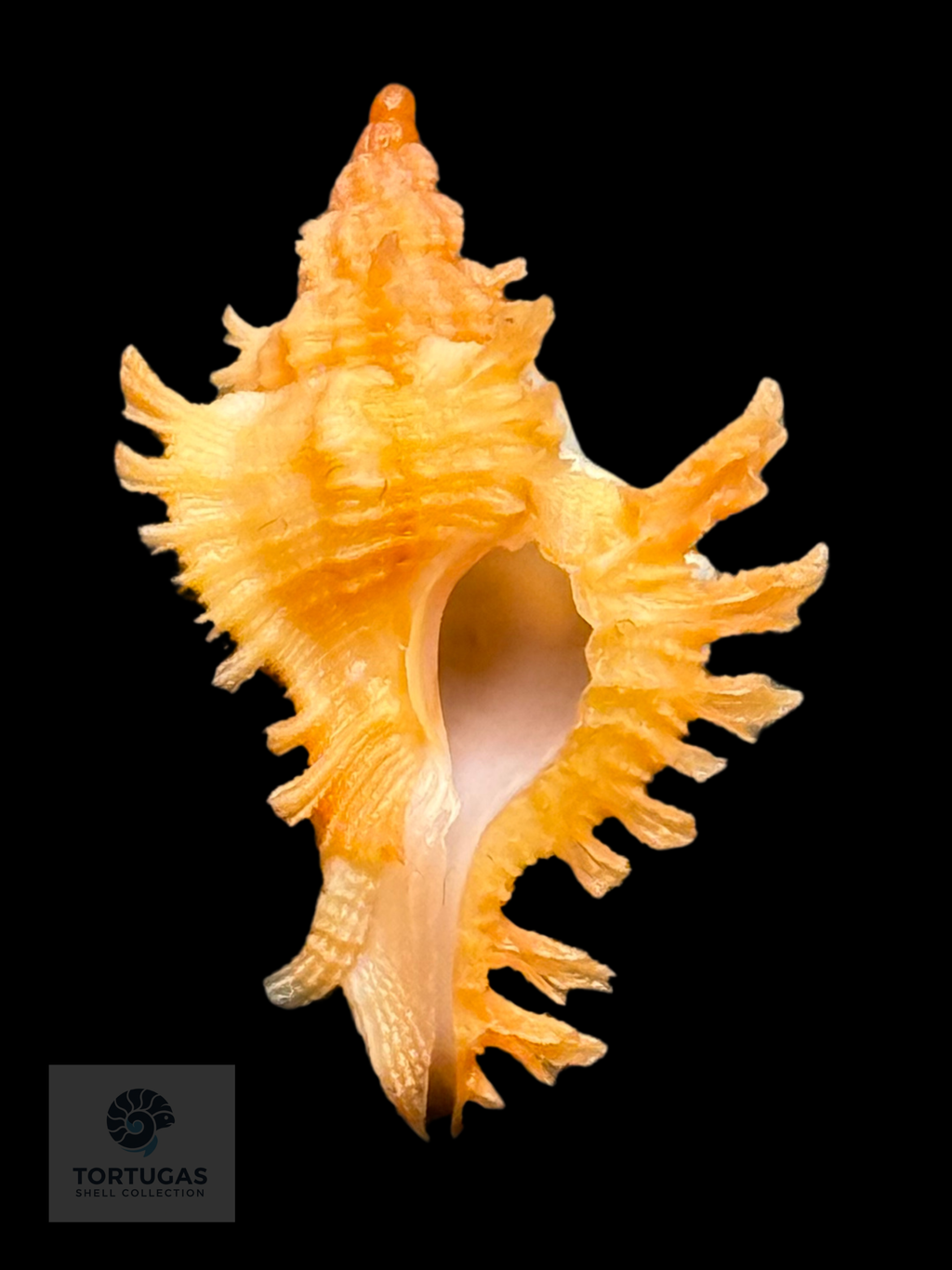 Chicoreus riverai Petuch & Berschauer, 2026 – 24.7 mm – TSC#0494MUR