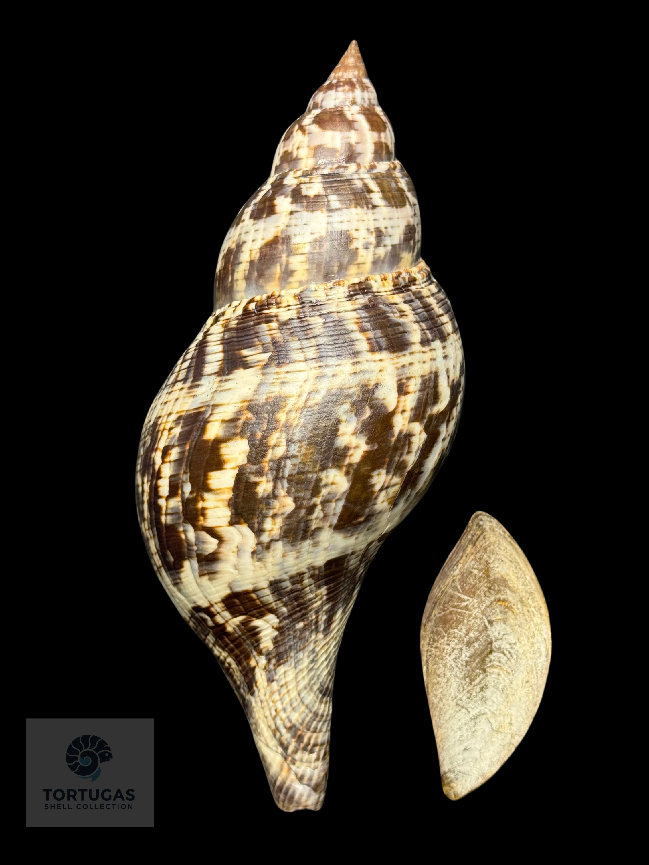 Fasciolaria tulipa (Linnaeus, 1758) – TSC #0820FAS-TSC