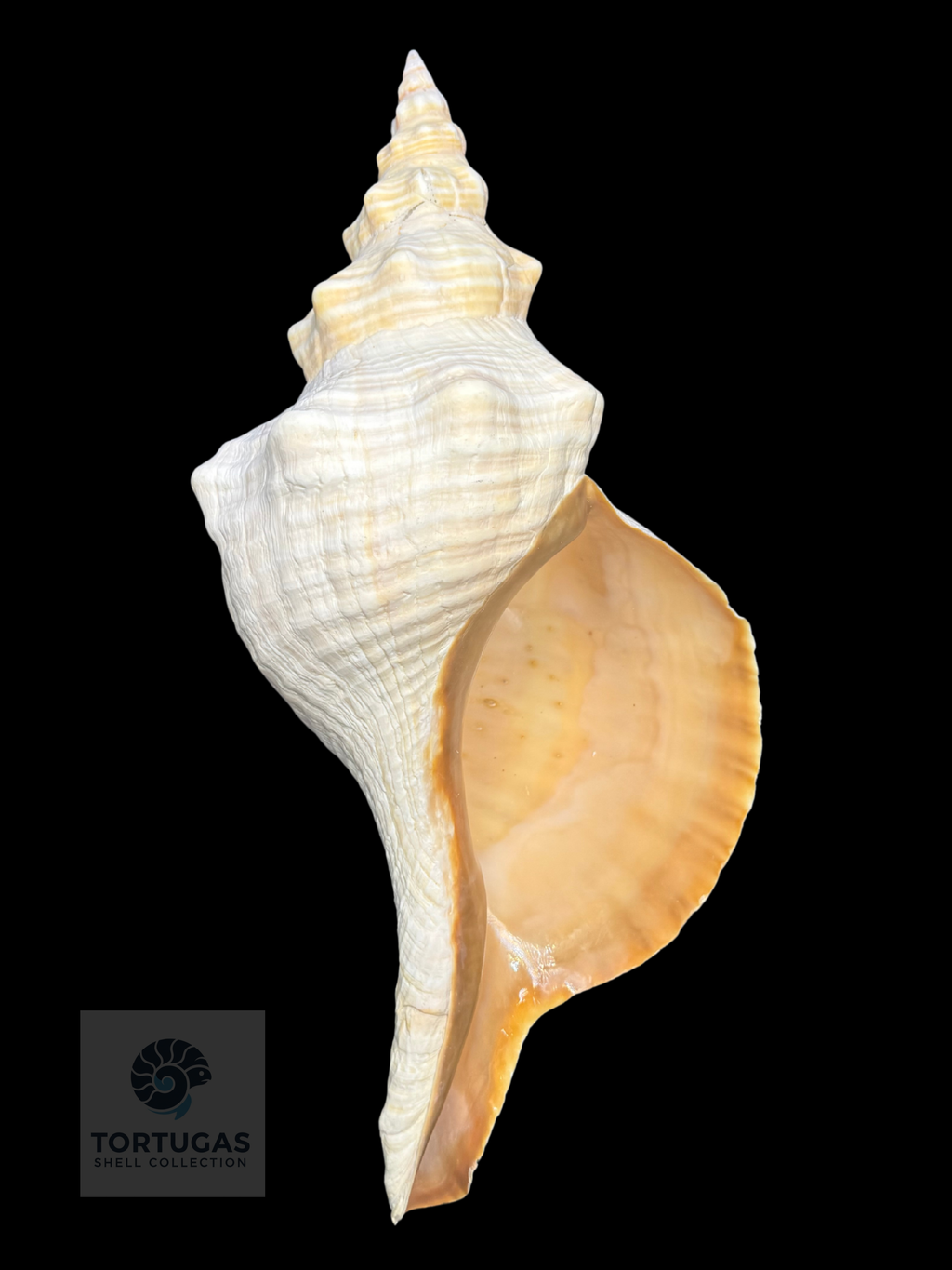 Triplofusus giganteus – Horse Conch – 17.24” (438 mm) – Operculum Included