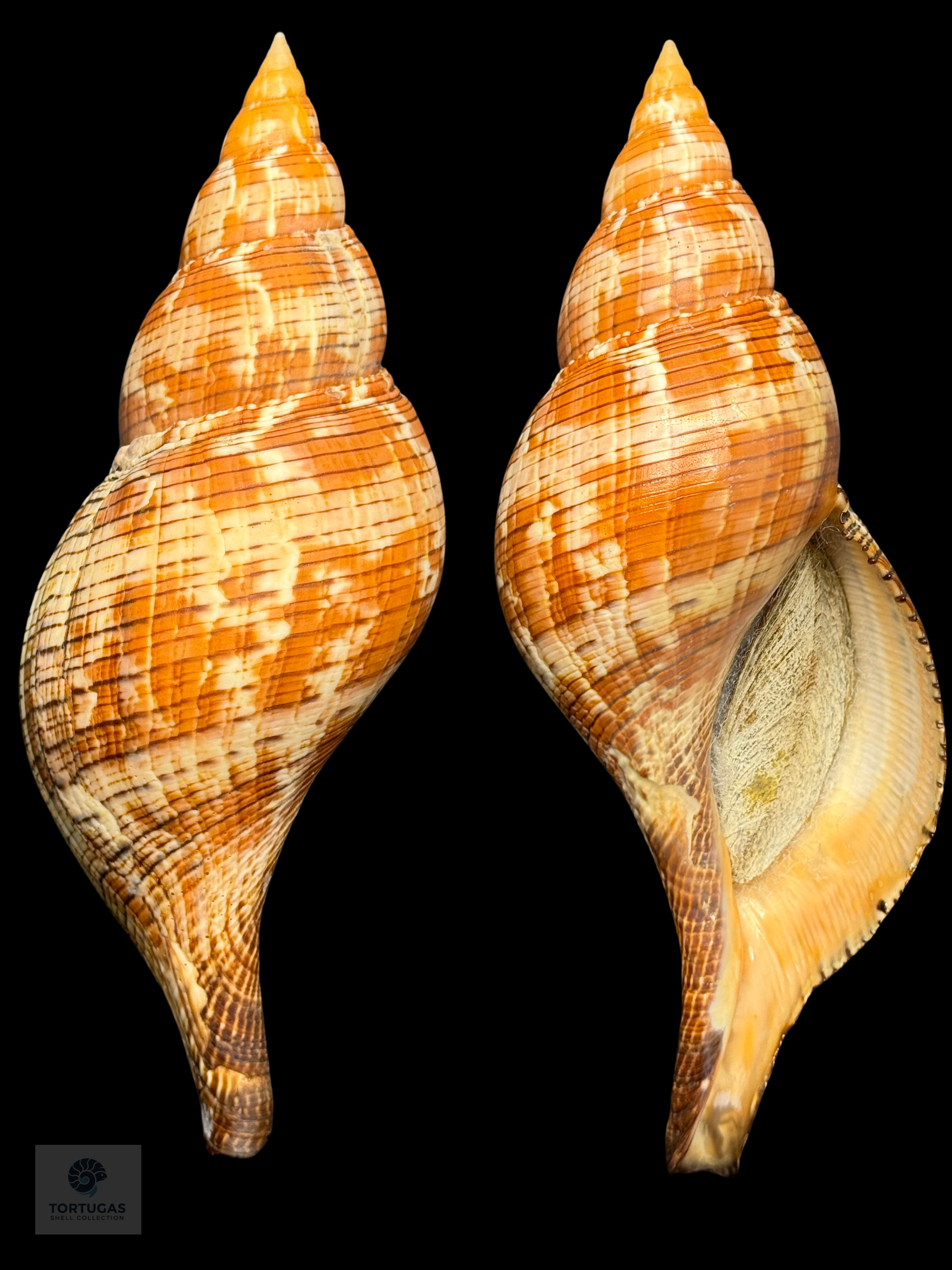 Fasciolaria riverai Petuch & Berschauer, 2026 Orange Form