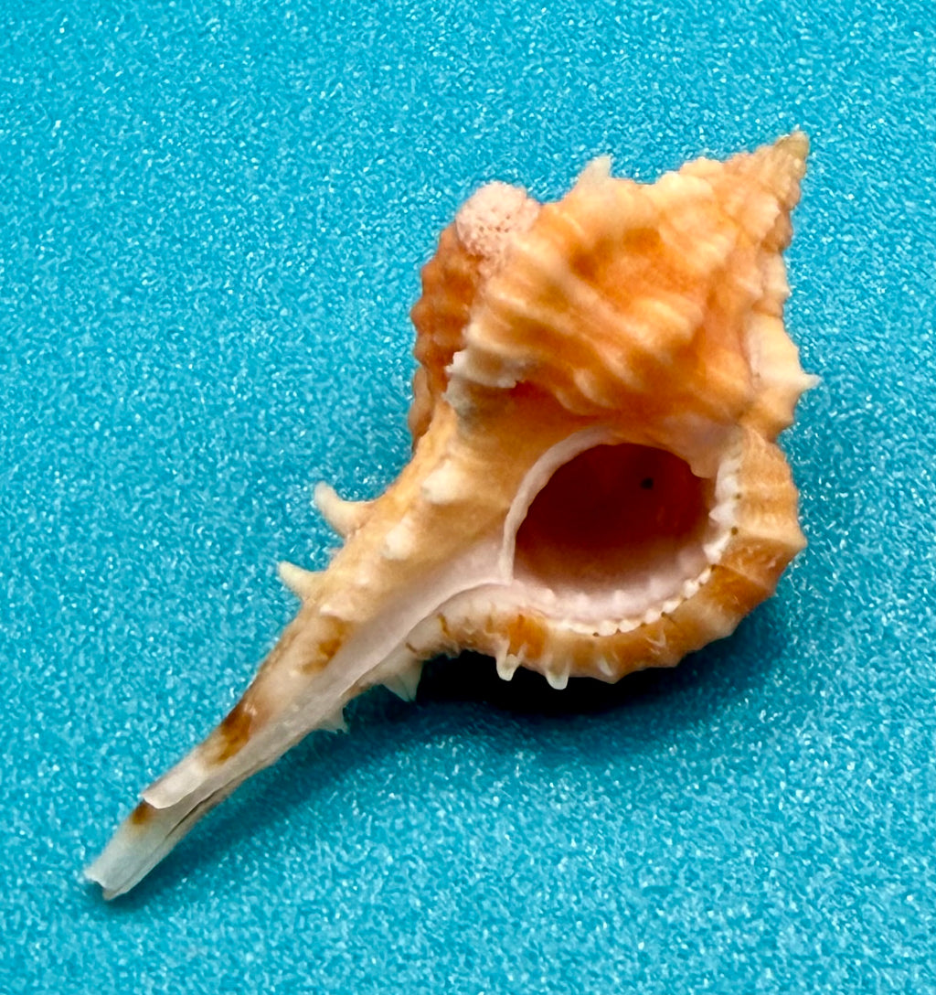 Vokesimurex rubidus (F.C. Baker, 1897) – 29.0mm | Dry Tortugas Deep Water | Tortugas Shell Collection