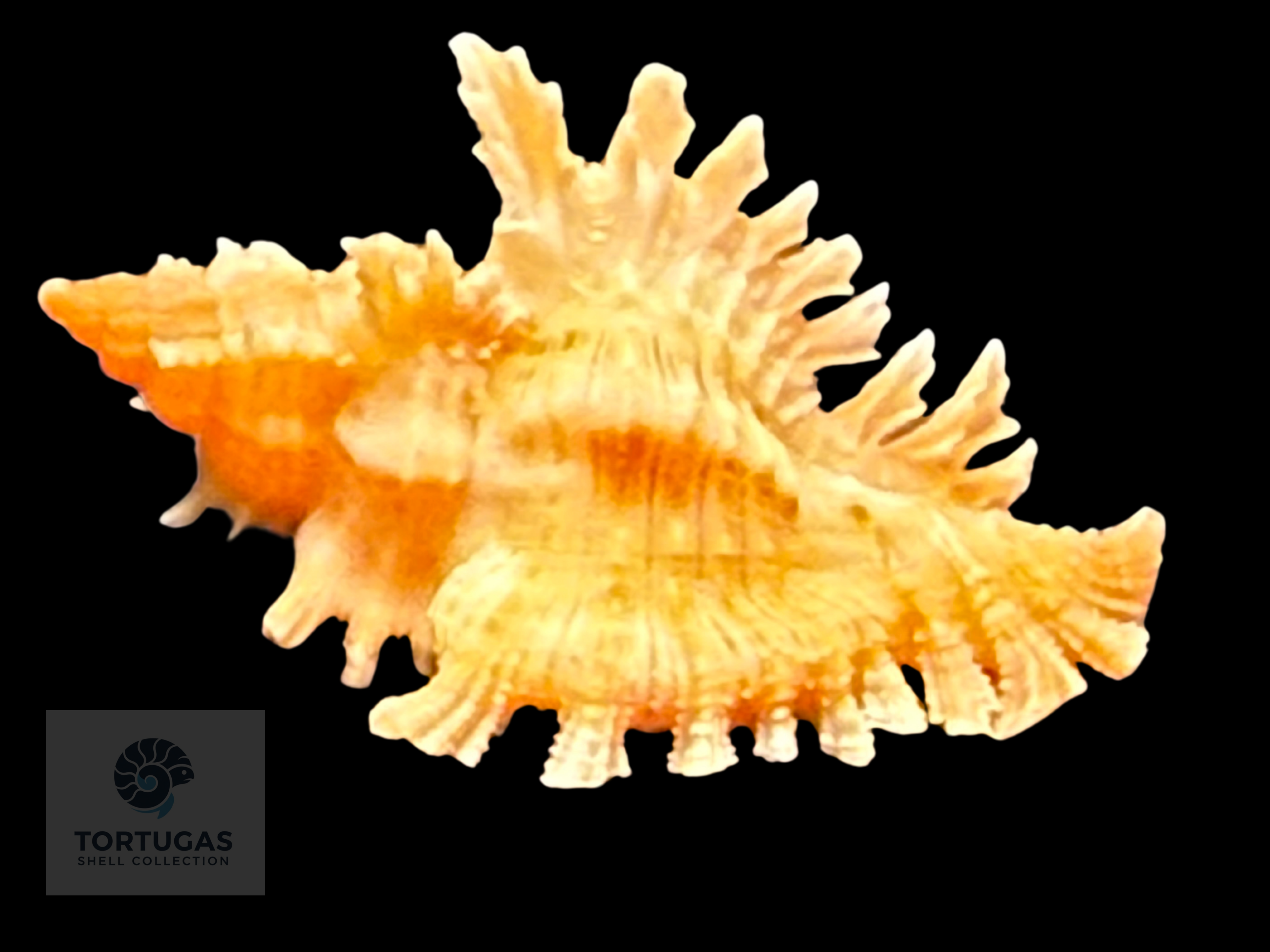 Chicoreus riverai Petuch & Berschauer, 2026 27.1mm w/o