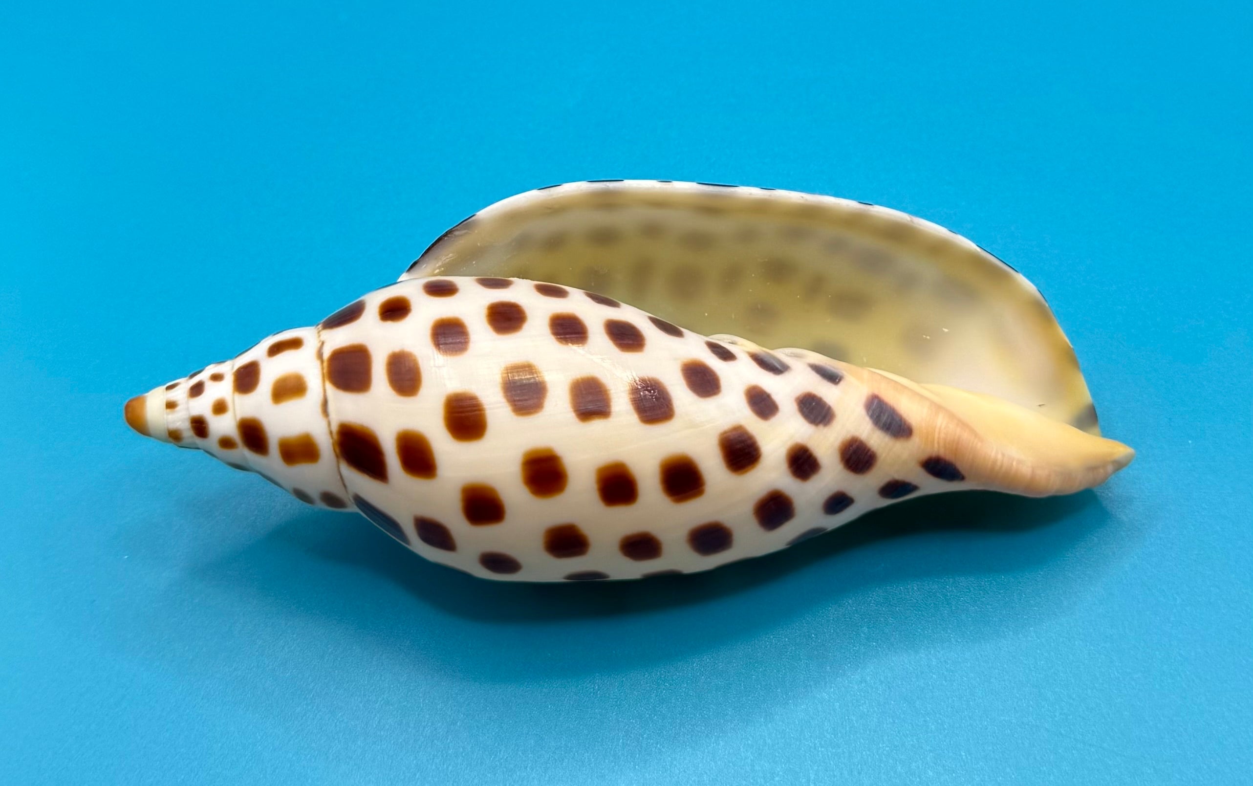 Scaphella mercedesae 116.8mm – Recently Described 2026 – Named for My Mother – Tortuga Terrace – Rivera Coll.