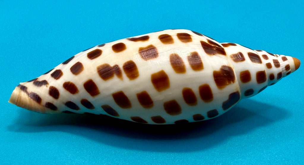 Scaphella mercedesae – Volute – Tortuga Terrace – 118.9mm