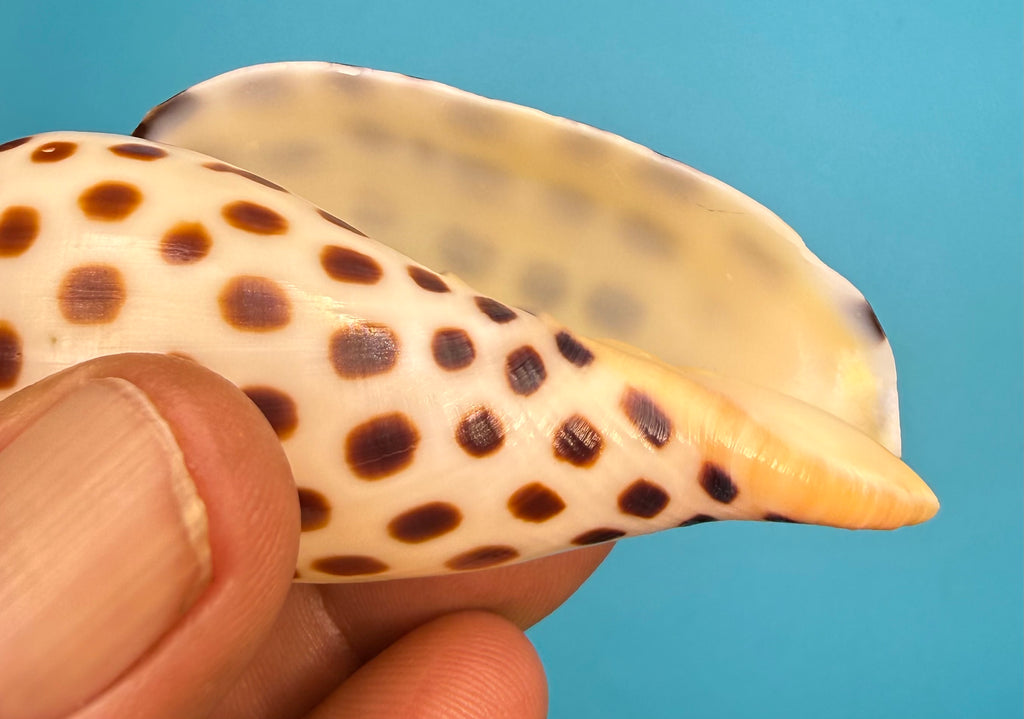 Scaphella mercedesae – Dry Tortugas Volute – 95.2 mm – Recently Described