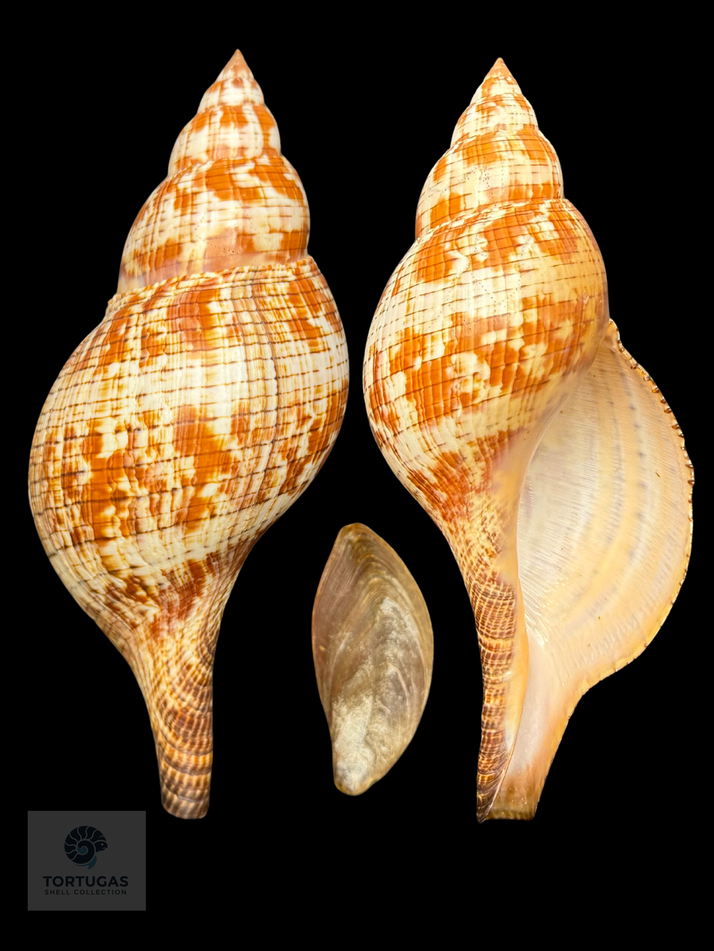Fasciolaria tulipa (Linnaeus, 1758) – TSC #0749FAS-TSC