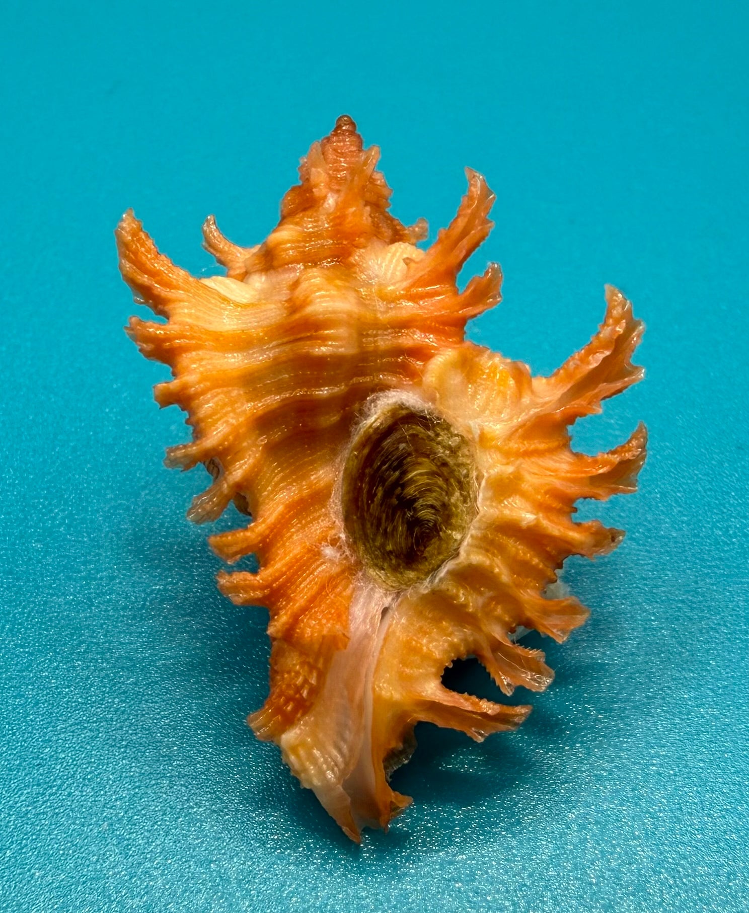 Chicoreus rachelcarsonae 30.2mm – Pulley Ridge, Dry Tortugas – TSC