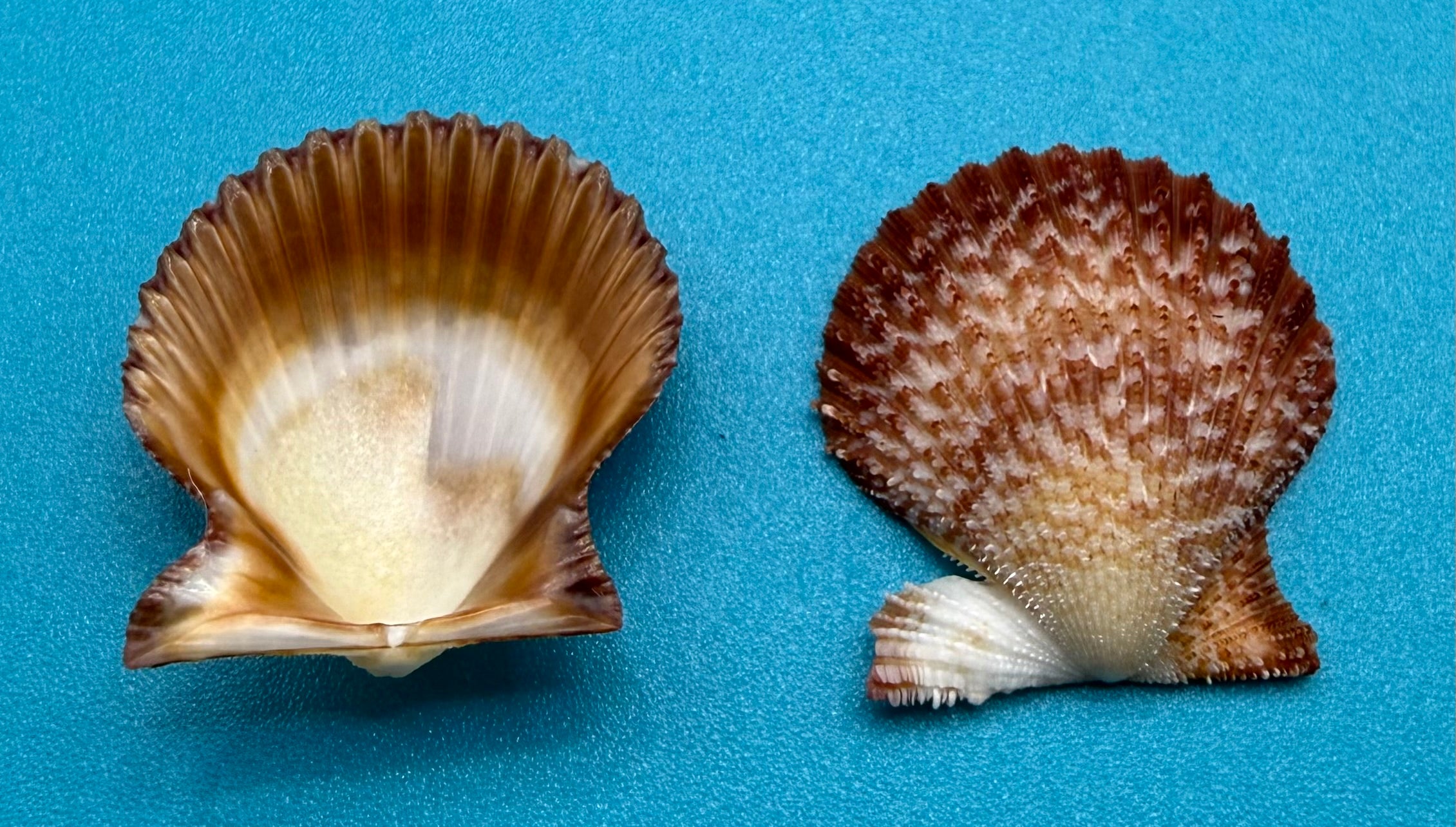 Lindapecten muscosus – Scallop – Dry Tortugas – 25.2mm – Matched Pair