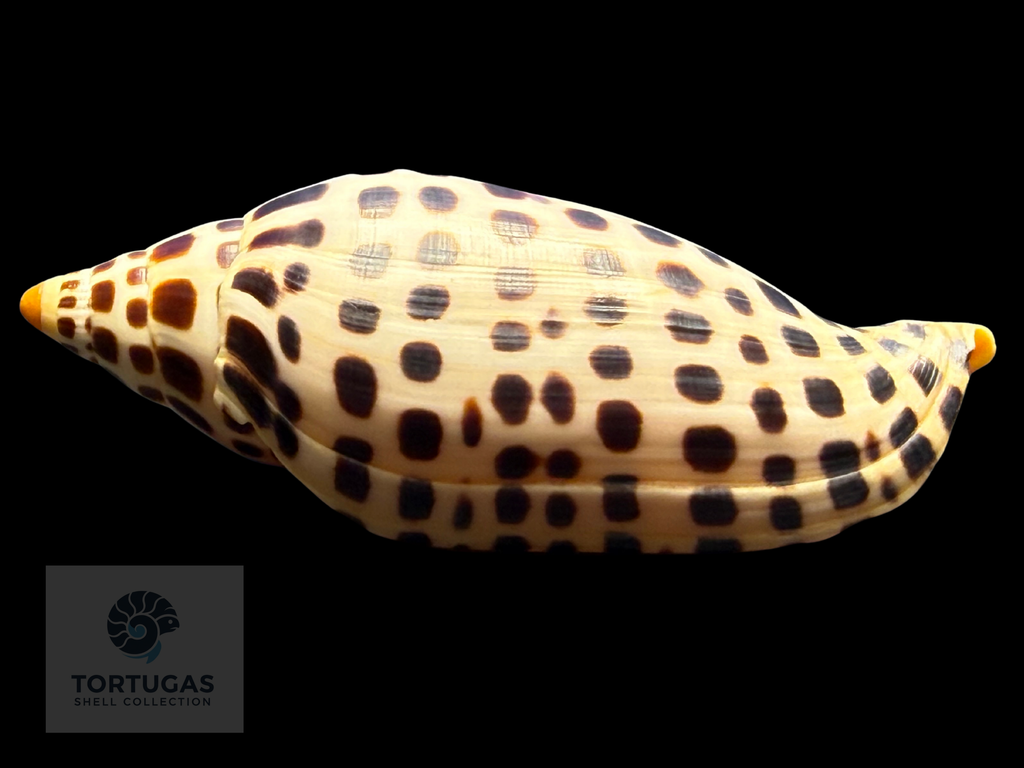 Scaphella elizabethae Petuch & Sargent, 2011 – 104.2 mm
