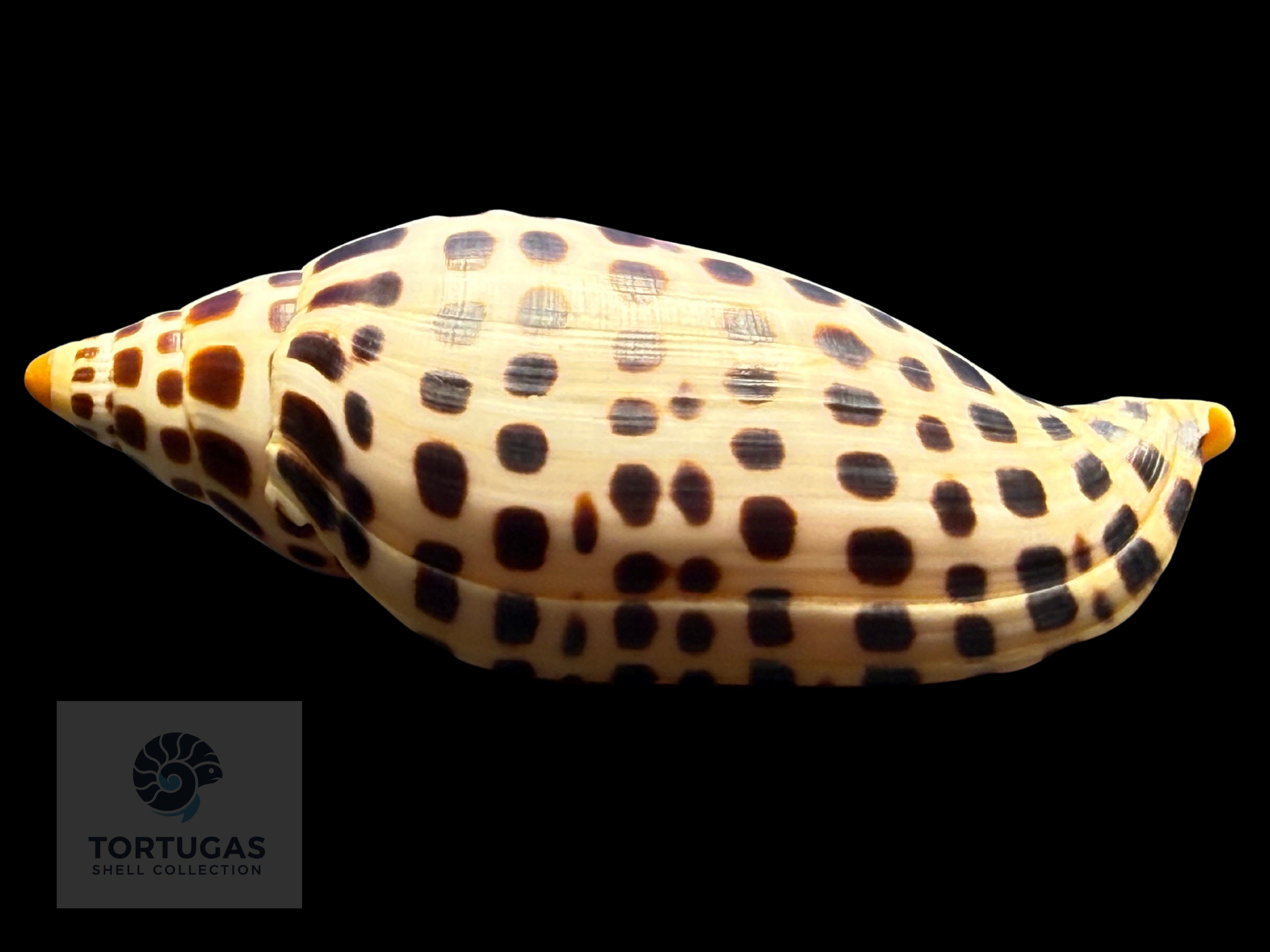 Scaphella elizabethae Petuch & Sargent, 2011 – 104.2 mm