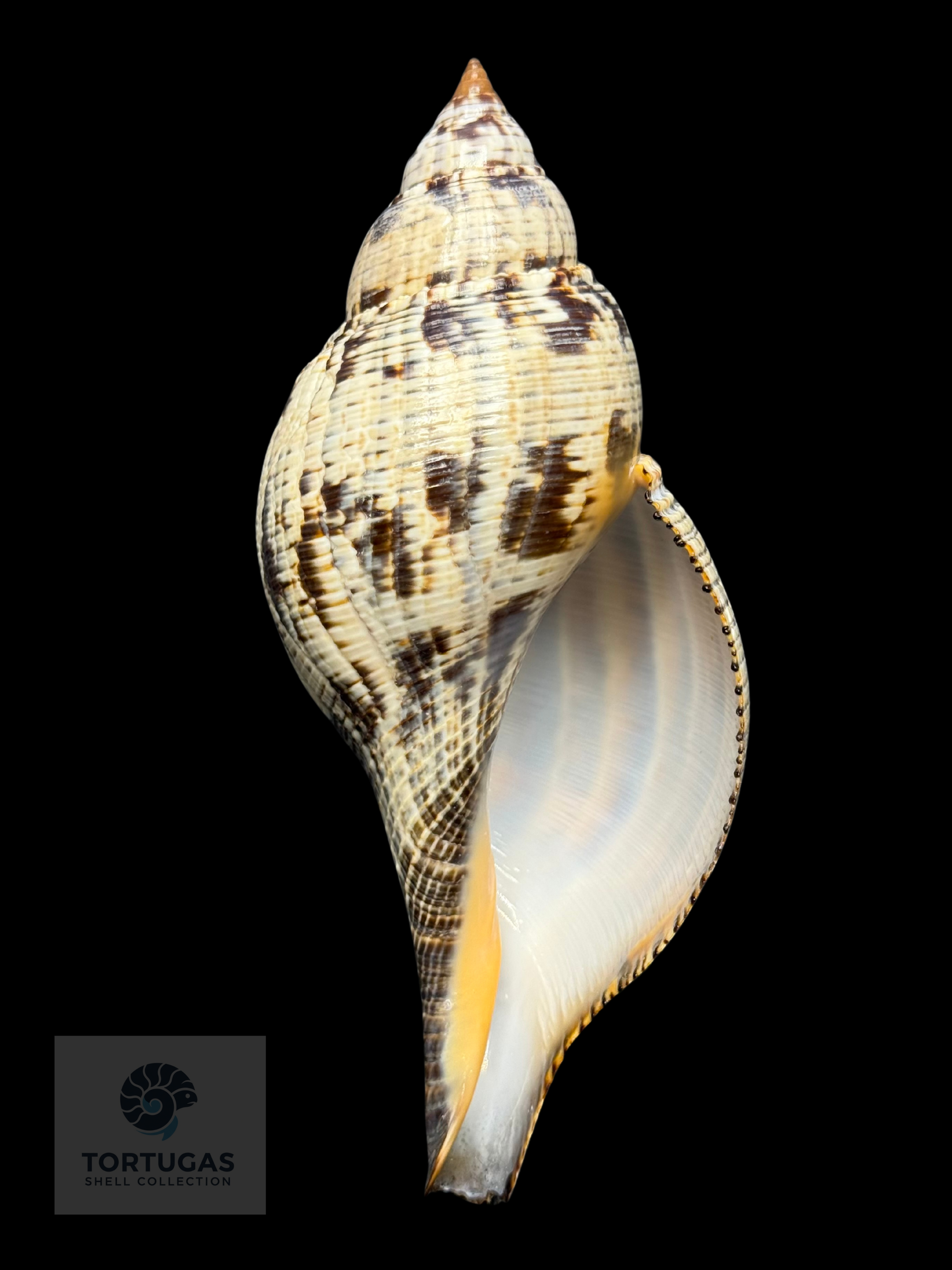 Fasciolaria tulipa f. scheepmakeri Kobelt, 1875– 150 mm – Dry Tortugas, Florida