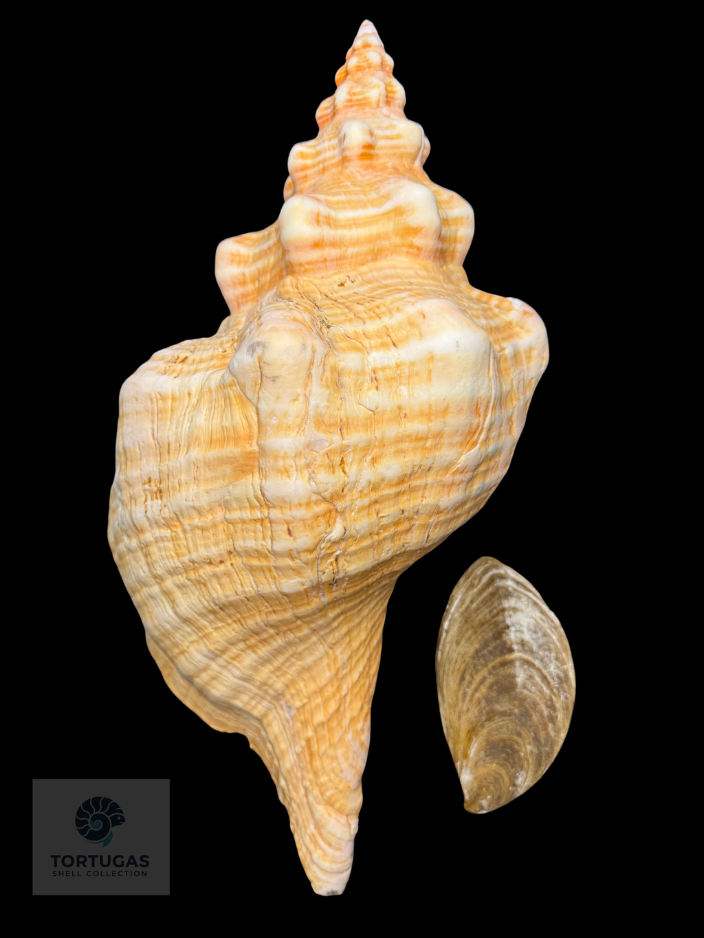 Triplofusus giganteus – Horse Conch – 17.48” (444 mm) – Operculum Included