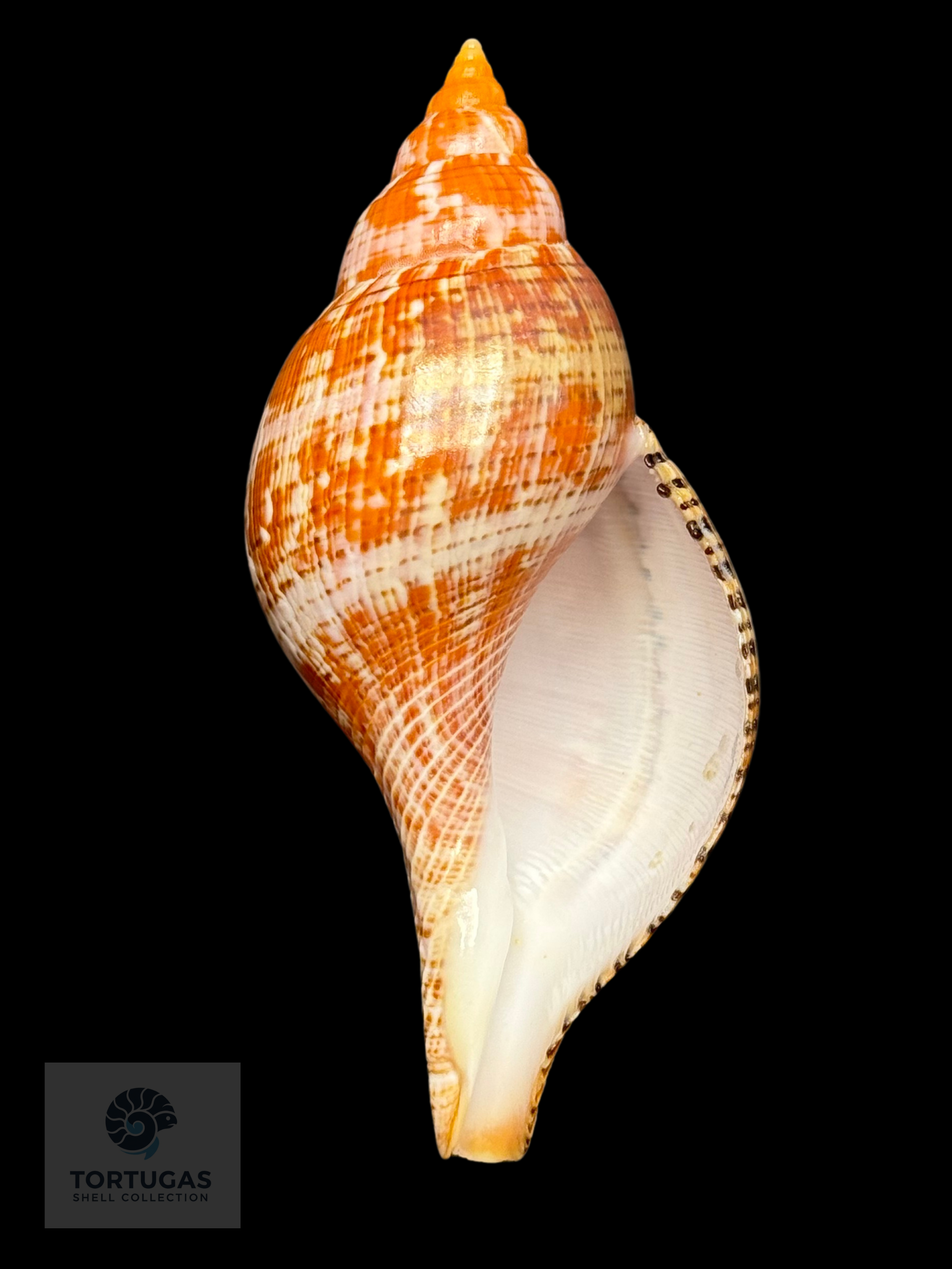 Fasciolaria bittneri Petuch & Berschauer, 2023 122.7mm Dry Tortugas
