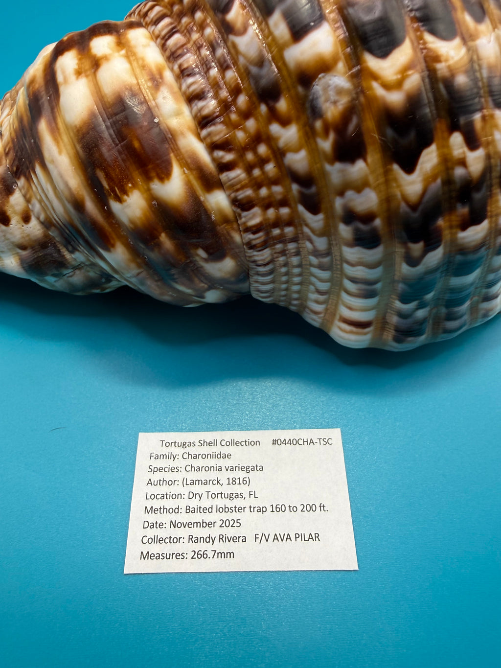 Charonia variegata 266.7mm – Giant Triton – Dry Tortugas – Rivera Coll.