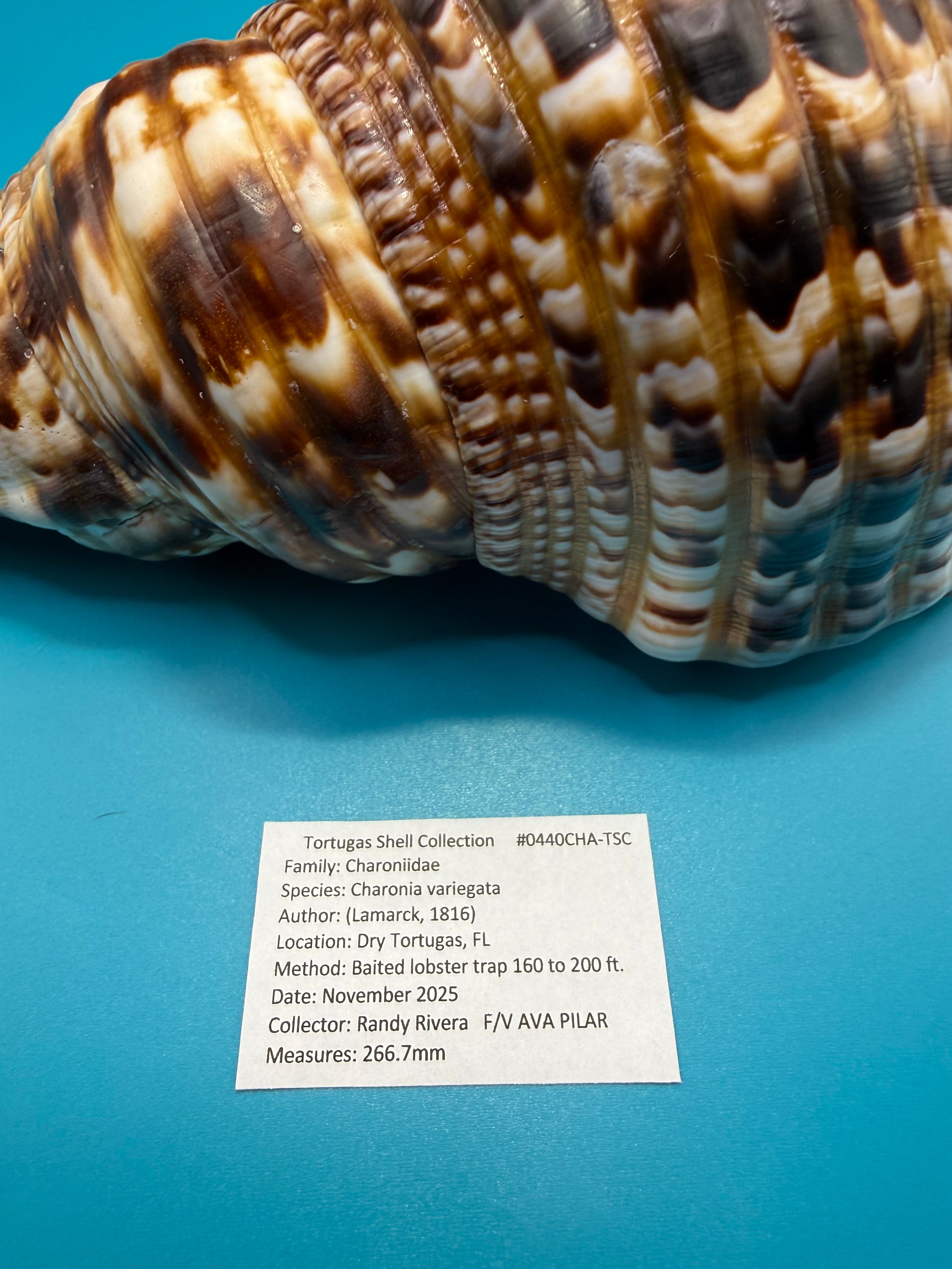 Charonia variegata 266.7mm – Giant Triton – Dry Tortugas – Rivera Coll.