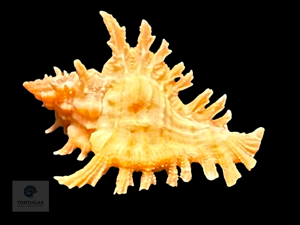 Chicoreus rachelcarsonae Petuch, 1987. 32.4mm TSC#0570
