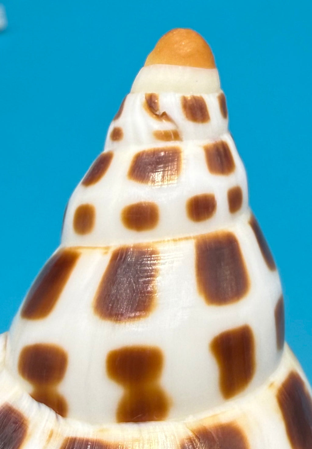 Scaphella mercedesae – Volute – Tortuga Terrace – 118.9mm