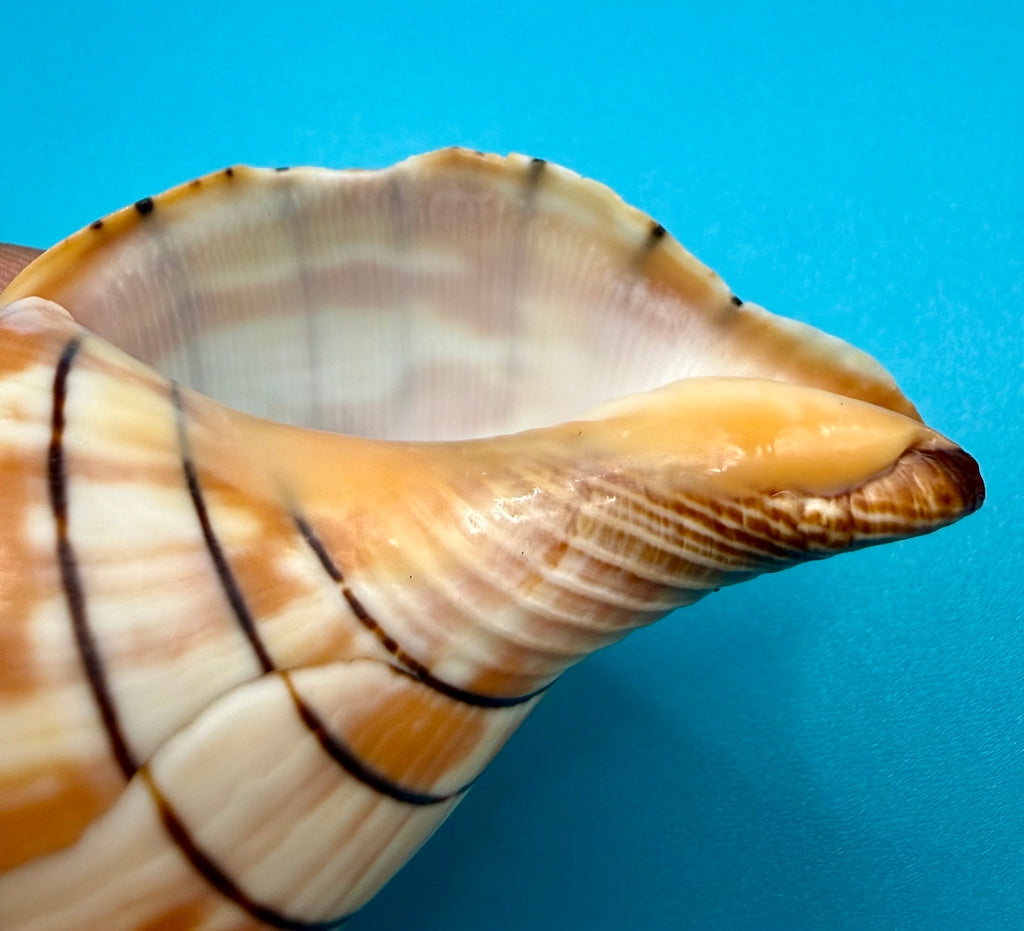 Cinctura tortugana 103.9mm – Pulley Ridge (260 ft) Trap Collected – Dry Tortugas – Tortugas Shell Collection
