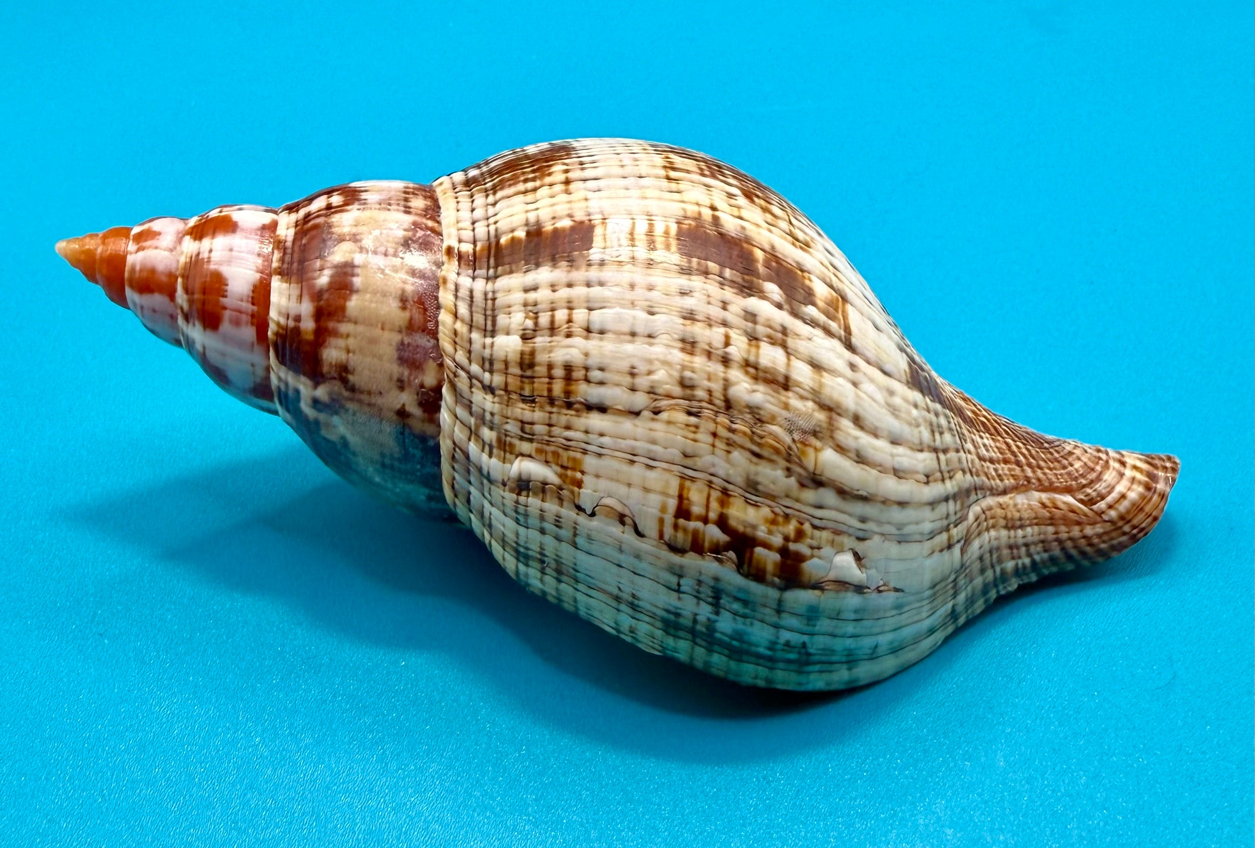 Fasciolaria bittneri – Dry Tortugas – 116.9mm