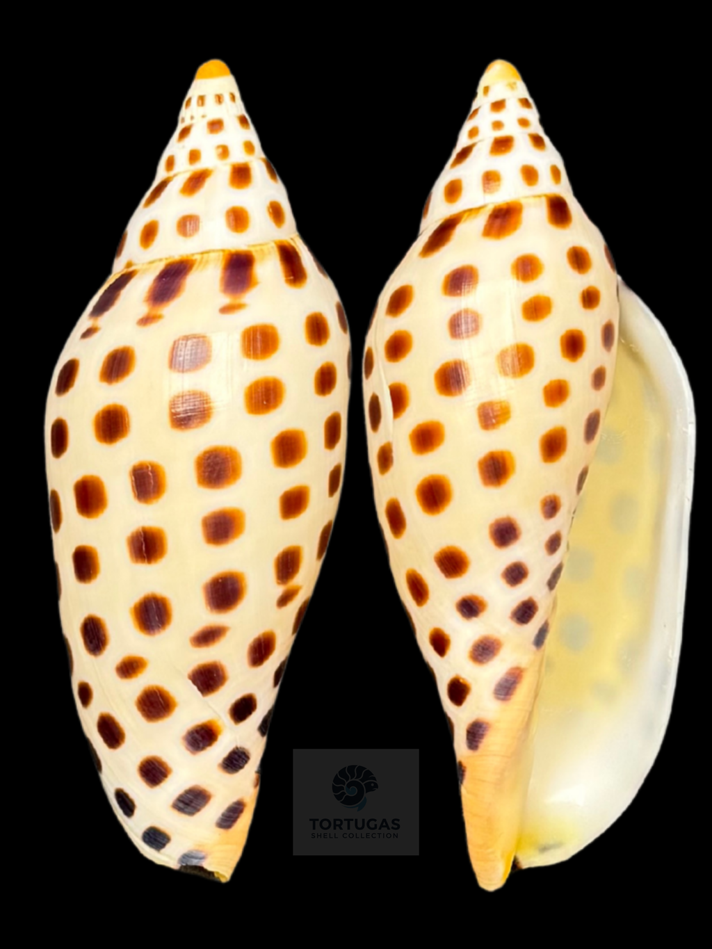 Scaphella mercedesae – 108.5 mm – TSC #0516VOL-TSC