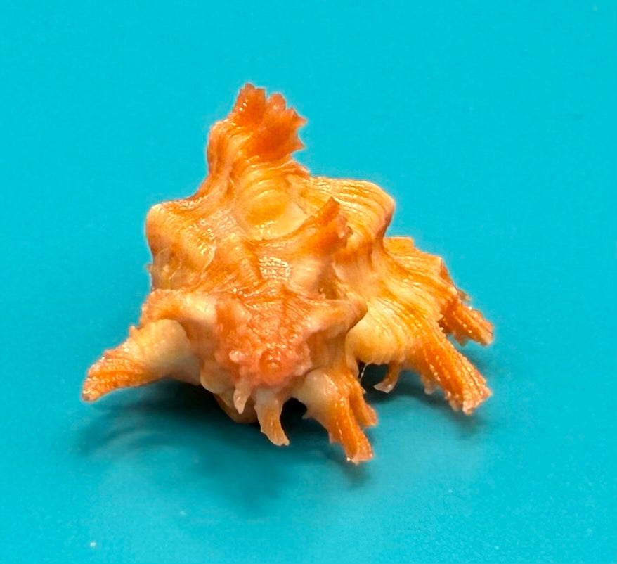 Chicoreus rachelcarsonae 30.2mm – Pulley Ridge, Dry Tortugas – TSC