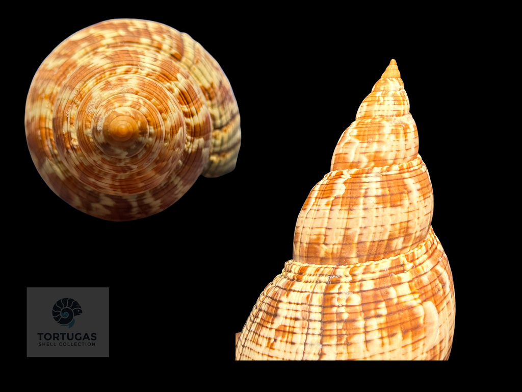 Fasciolaria riverai Petuch & Berschauer, 2026