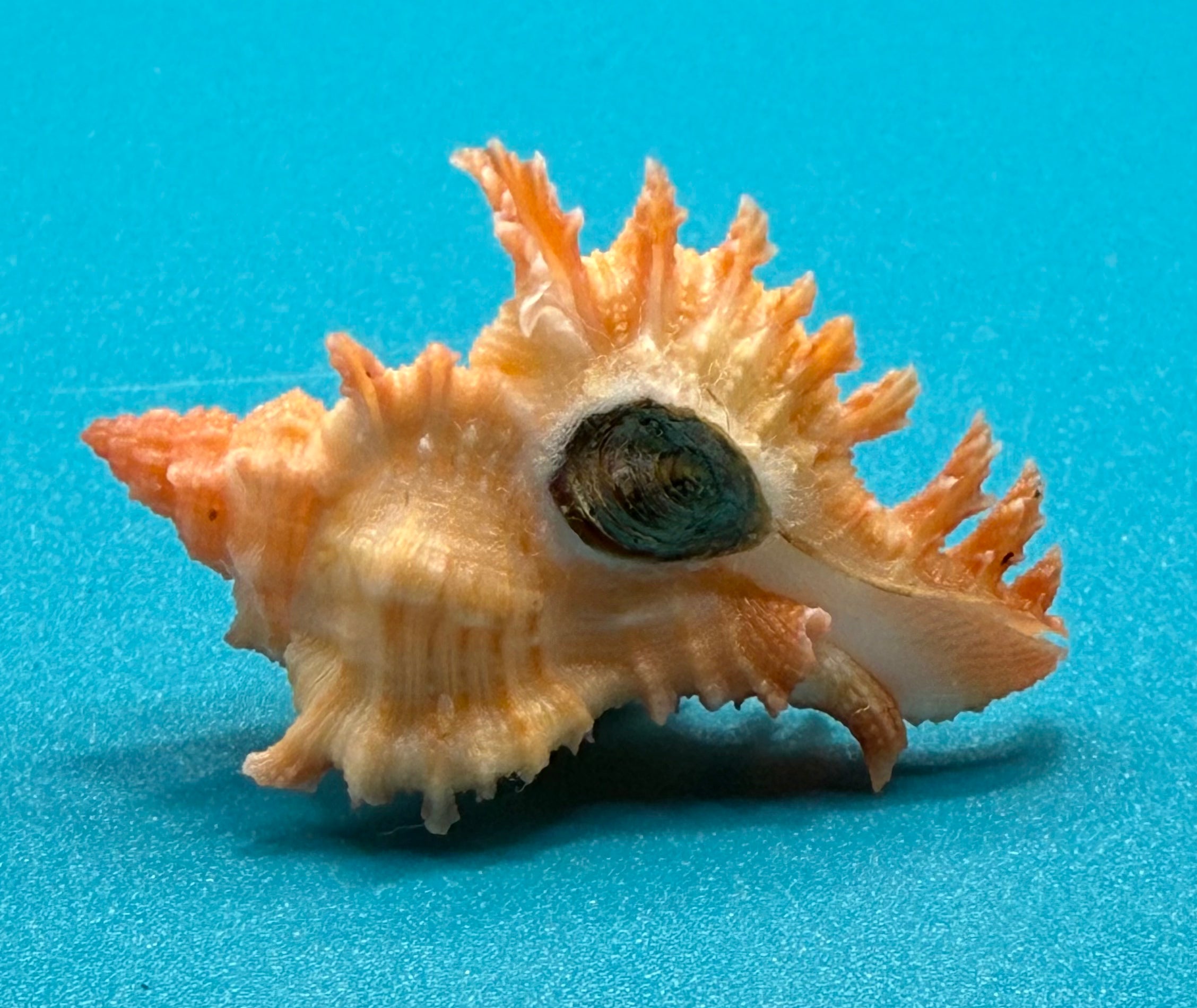 Chicoreus riverai- Newly Described Deep-Water Species Named After Collector