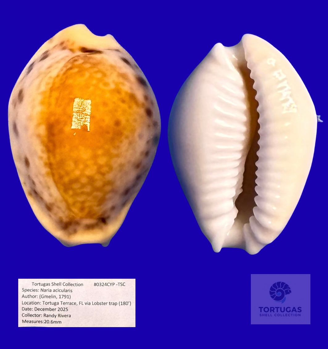 Naria acicularis Yellow Cowrie Dry Tortugas 20.6mm