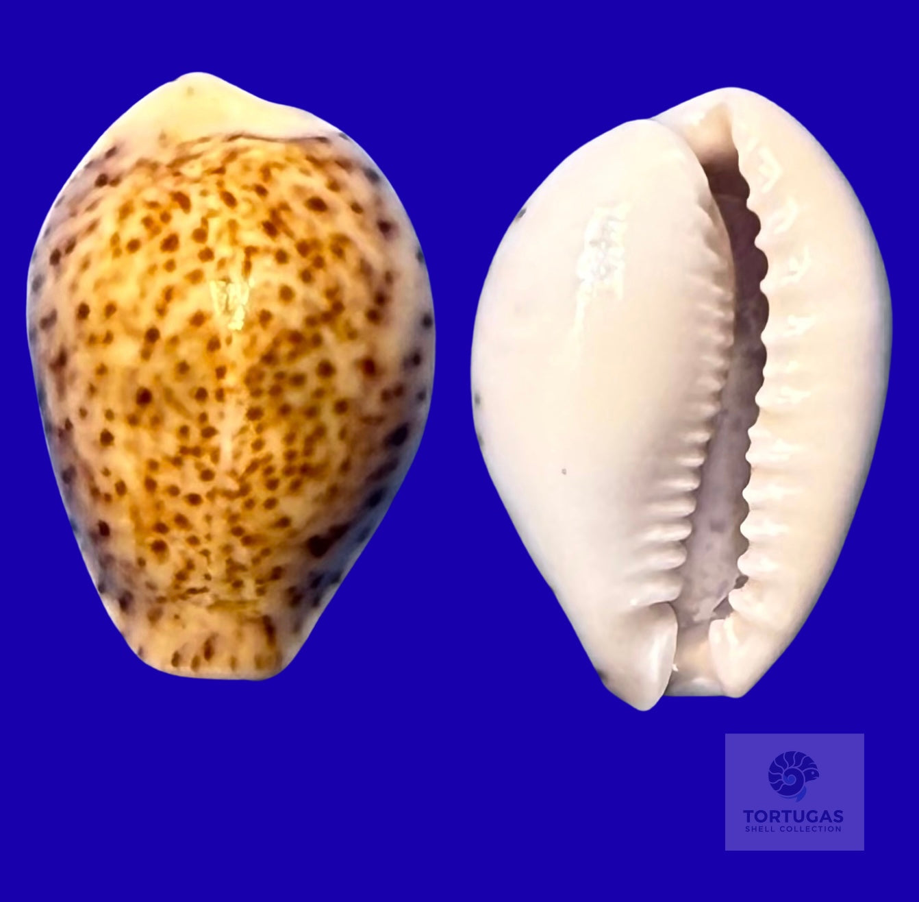 Naria turdus – Thrush Cowrie – Tortuga Terrace – 26.3mm