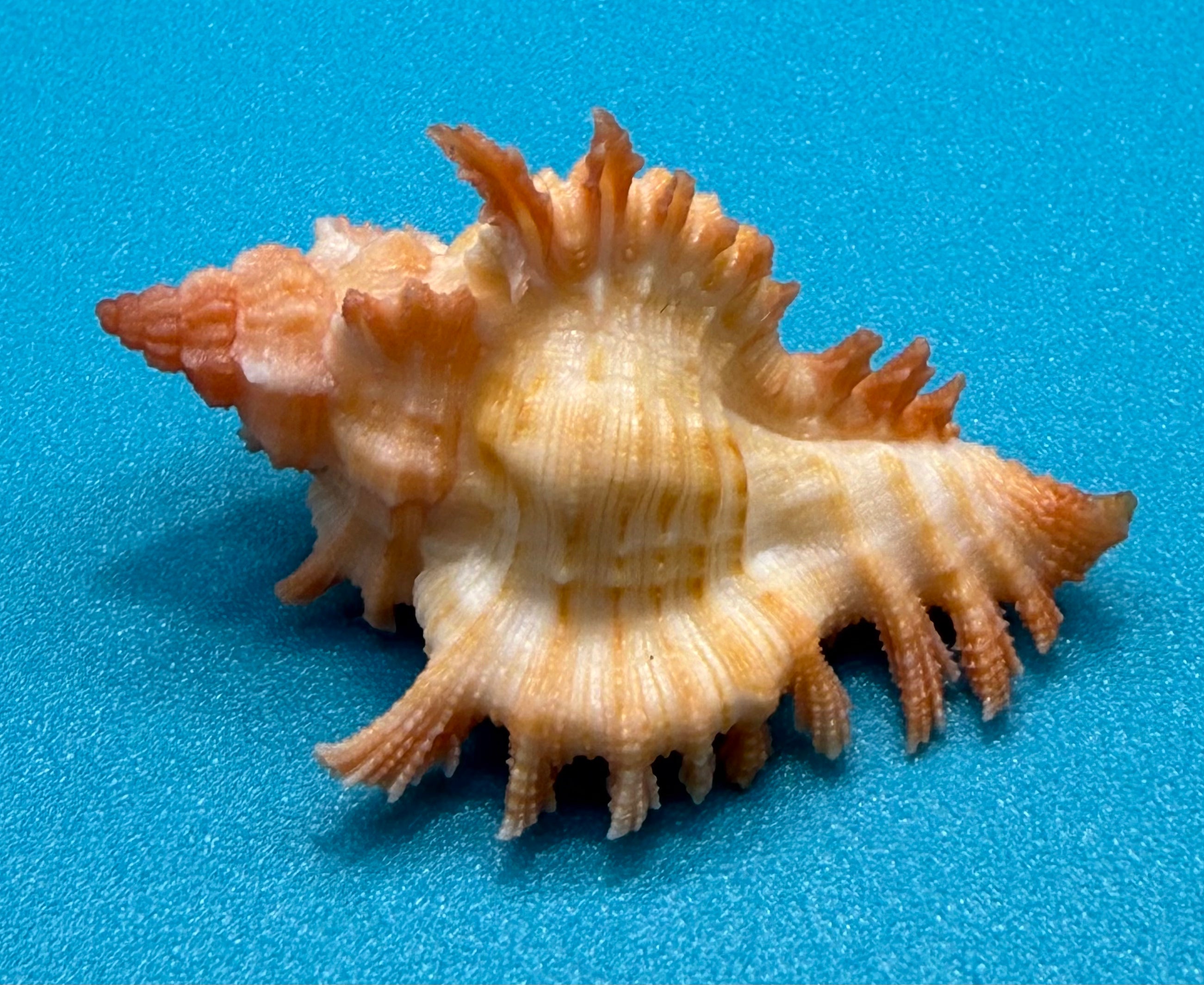 Chicoreus riverai- Newly Described Deep-Water Species Named After Collector