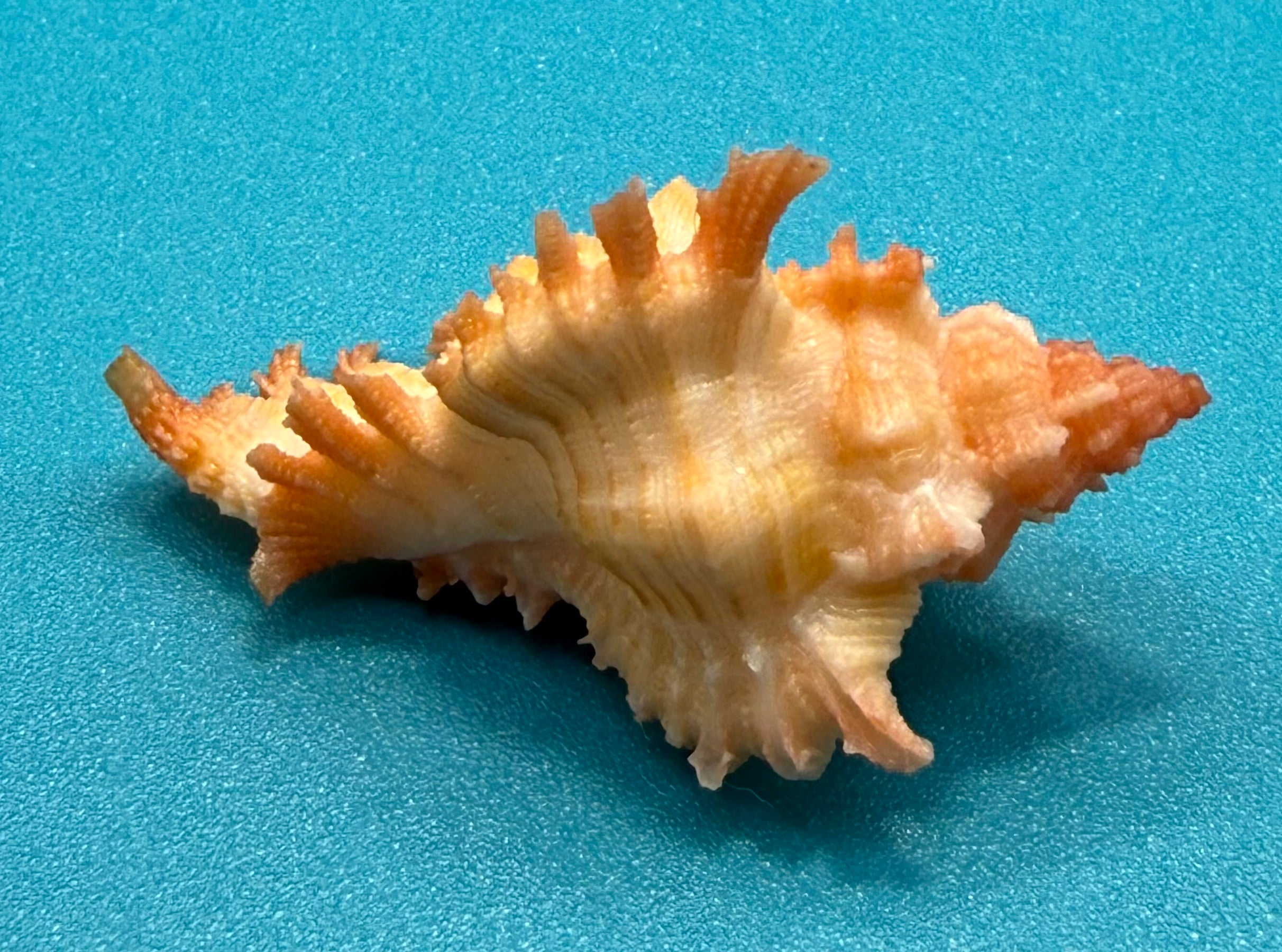 Chicoreus riverai- Newly Described Deep-Water Species Named After Collector