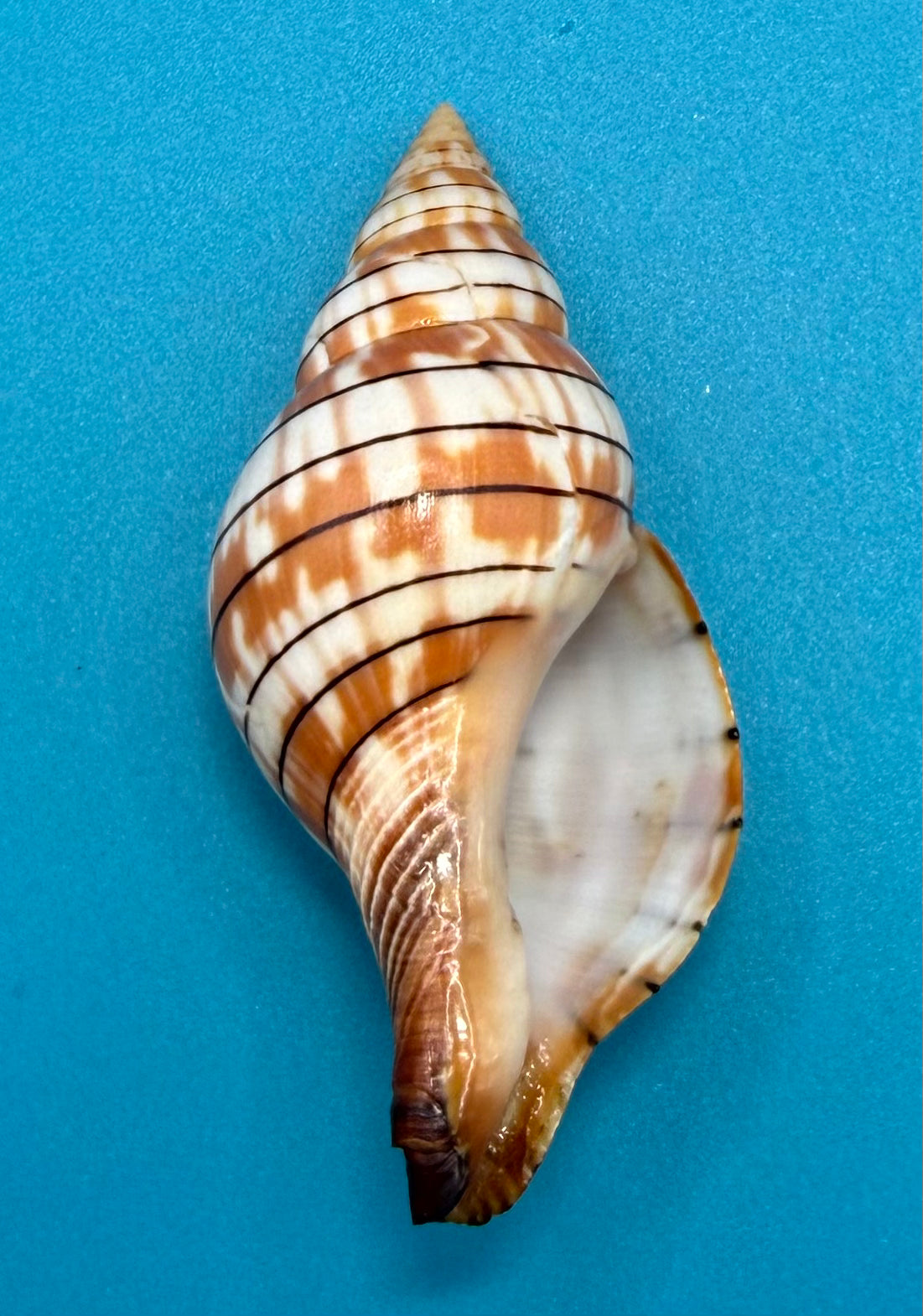 Cinctura tortugana — Tortugas Shell Collection Specimen (92.5mm)