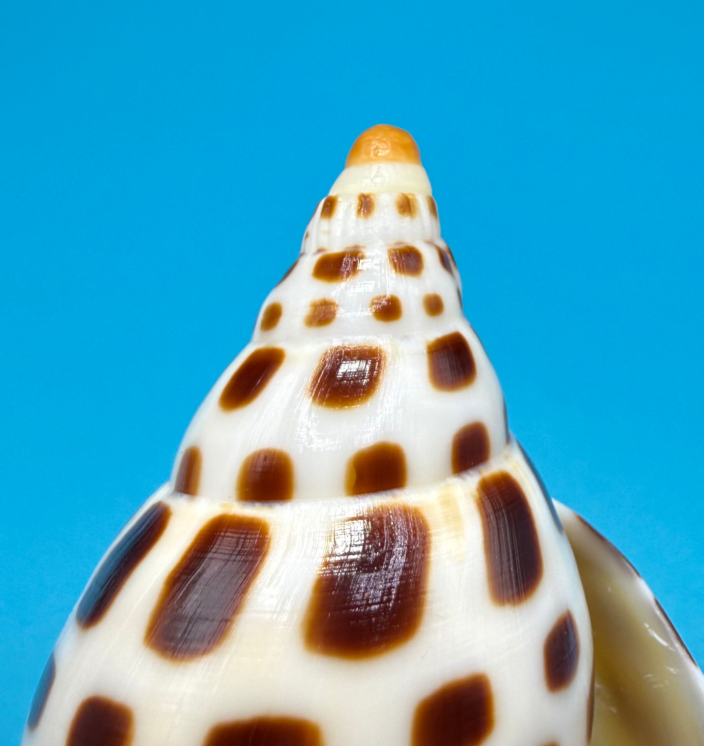 Scaphella elizabethae – 120.3mm – Dry Tortugas Florida Volute – TSC #0258VOL-TSC