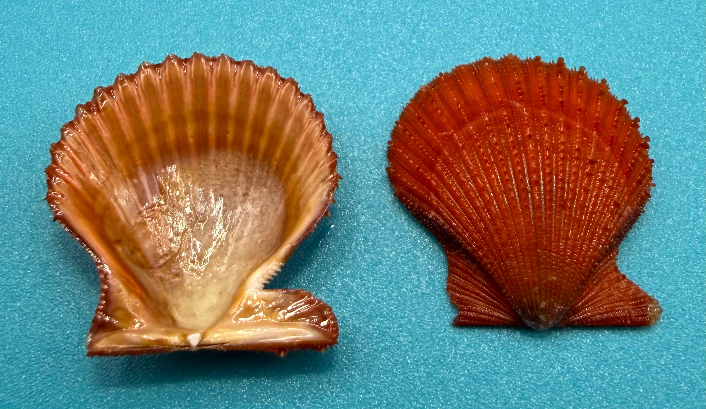 Lindapecten muscosus — Red Deep-Water Scallop - Dry Tortugas Specimen