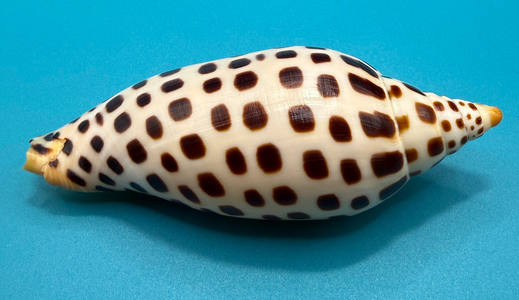 Scaphella elizabethae – 120.3mm – Dry Tortugas Florida Volute – TSC #0258VOL-TSC