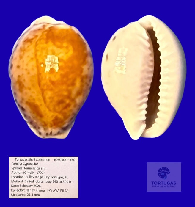 Naria acicularis Yellow Cowrie Pulley Ridge 21.1mm Deepwater