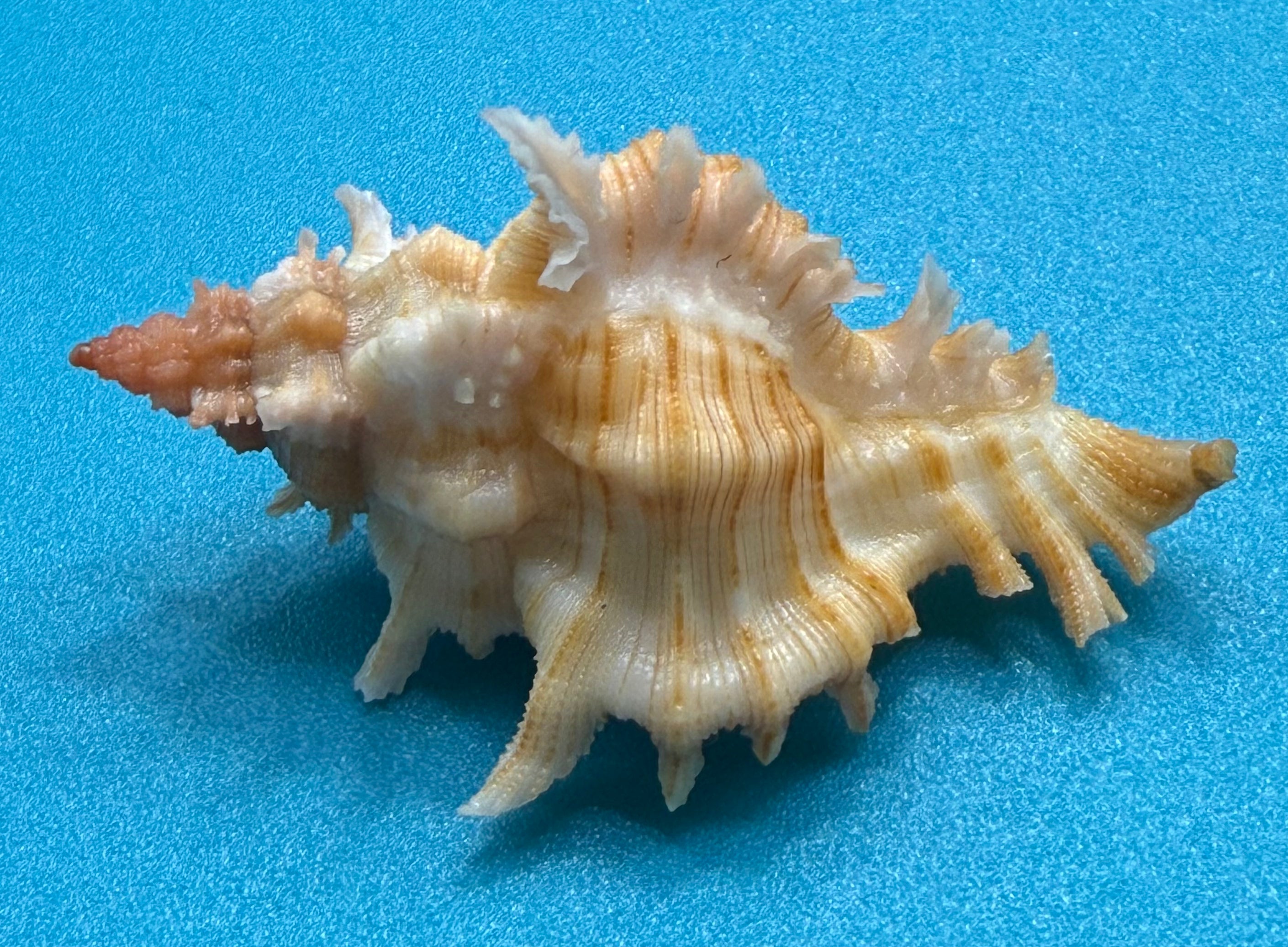 Chicoreus rachelcarsonae – 47.8mm – Dry Tortugas FL Muricid – TSC #0378MUR-TSC