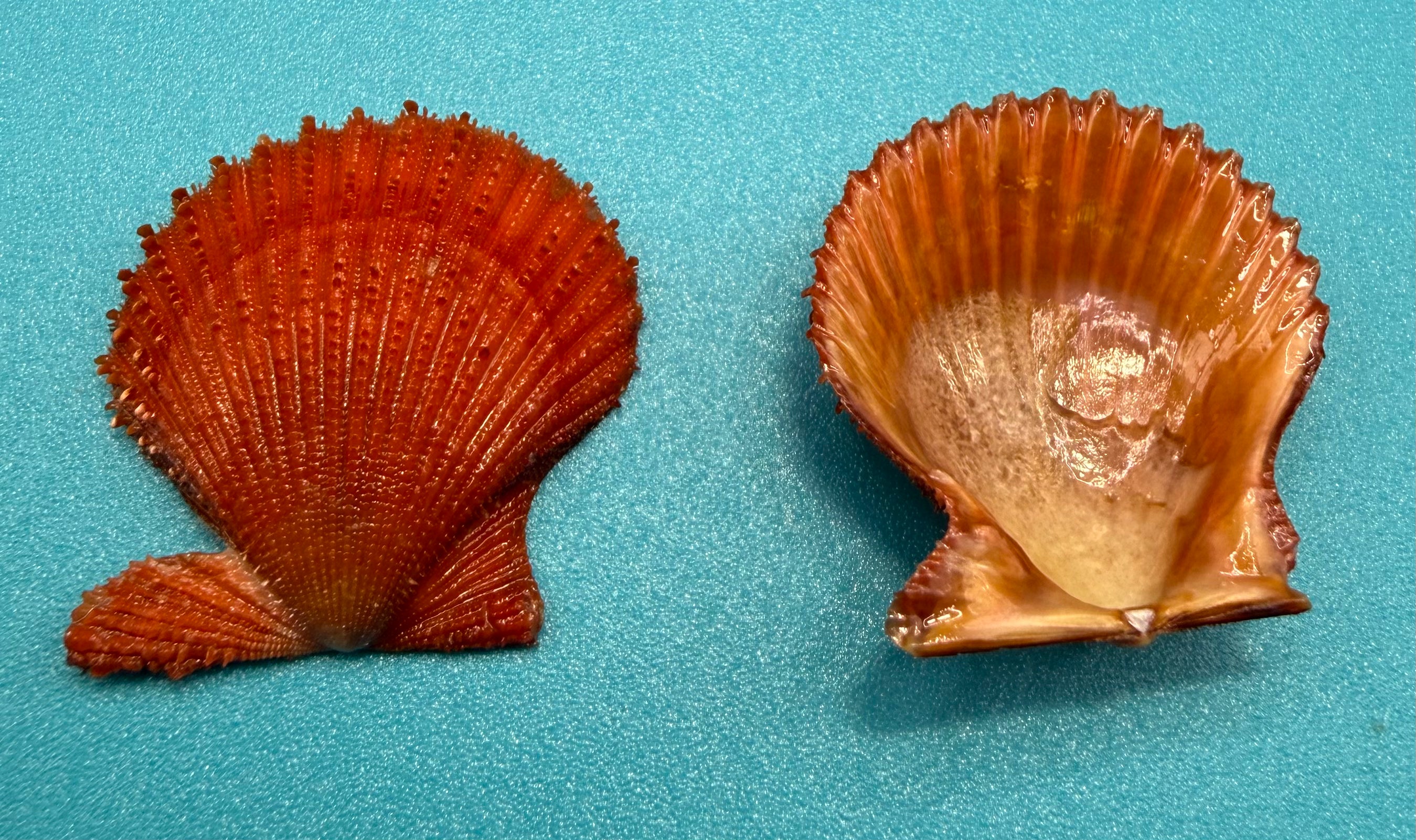 Lindapecten muscosus — Red Deep-Water Scallop - Dry Tortugas Specimen