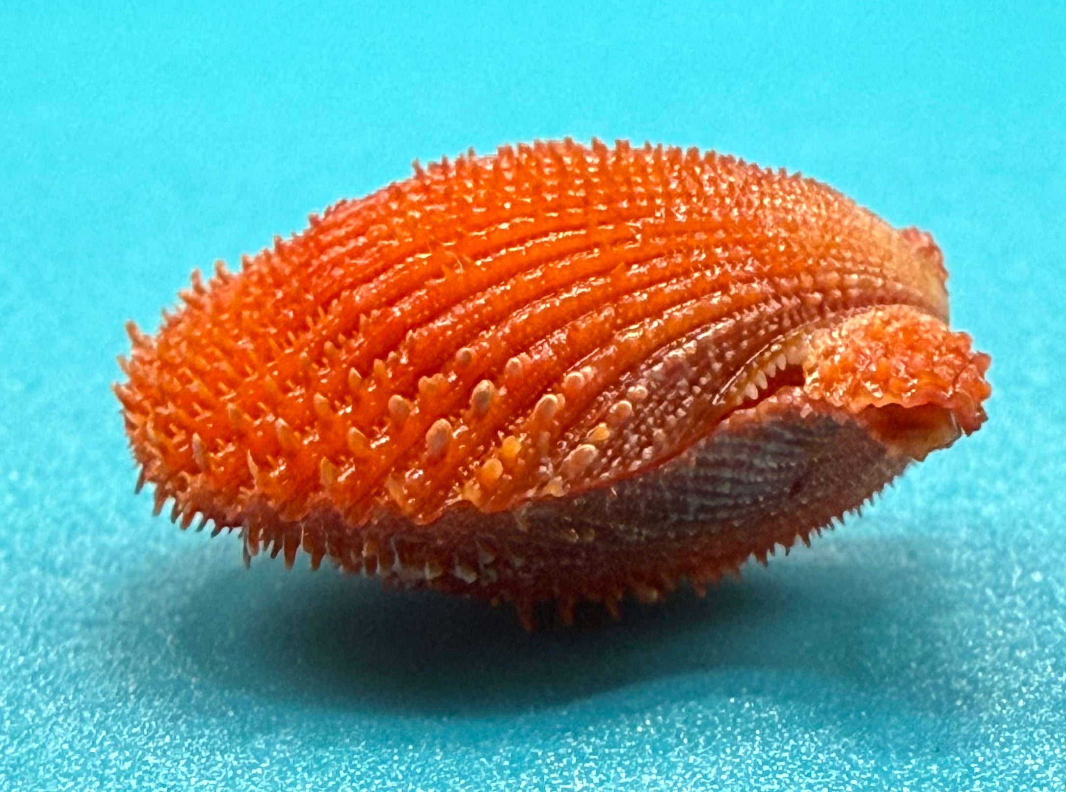 Lindapecten muscosus — Red Deep-Water Scallop - Dry Tortugas Specimen