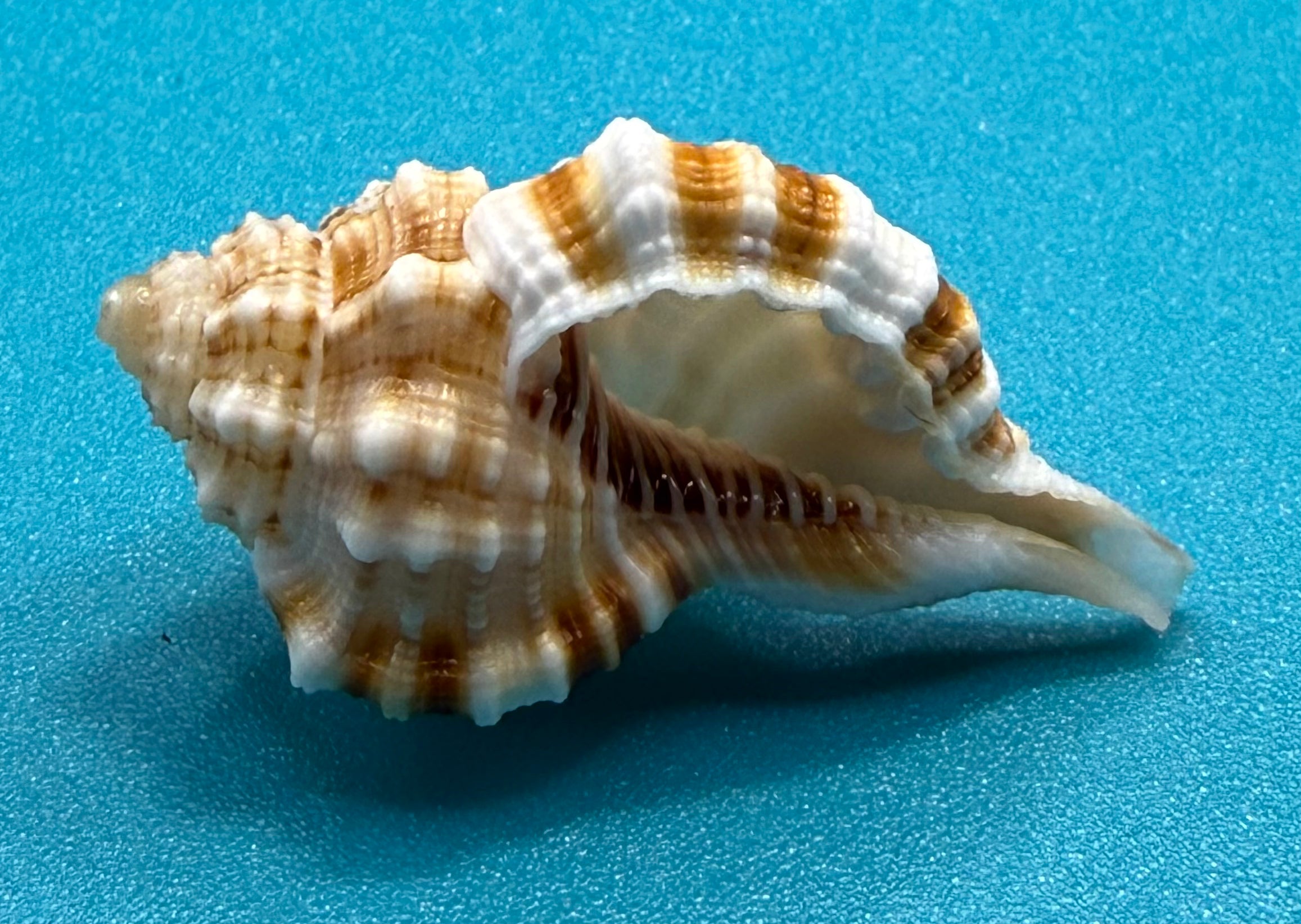 Rare Ranularia rehderi — Deep-Water Dry Tortugas Specimen - Personally Collected