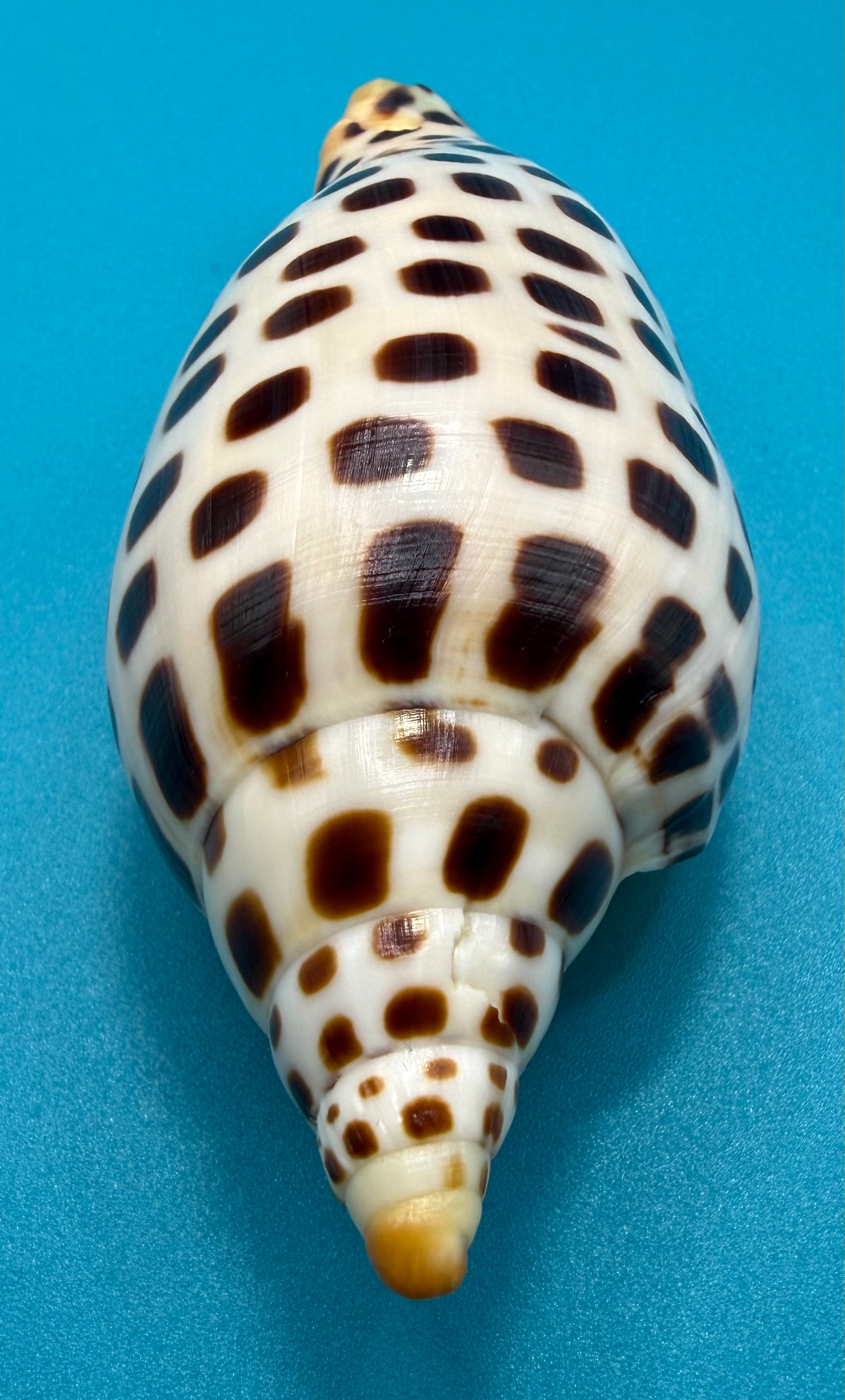 Scaphella elizabethae – 120.3mm – Dry Tortugas Florida Volute – TSC #0258VOL-TSC