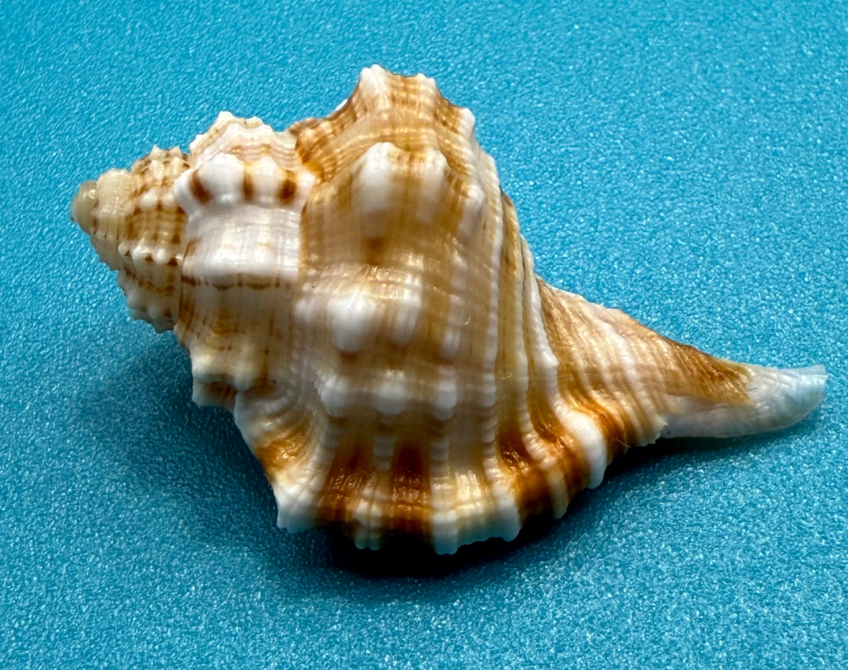 Rare Ranularia rehderi — Deep-Water Dry Tortugas Specimen - Personally Collected