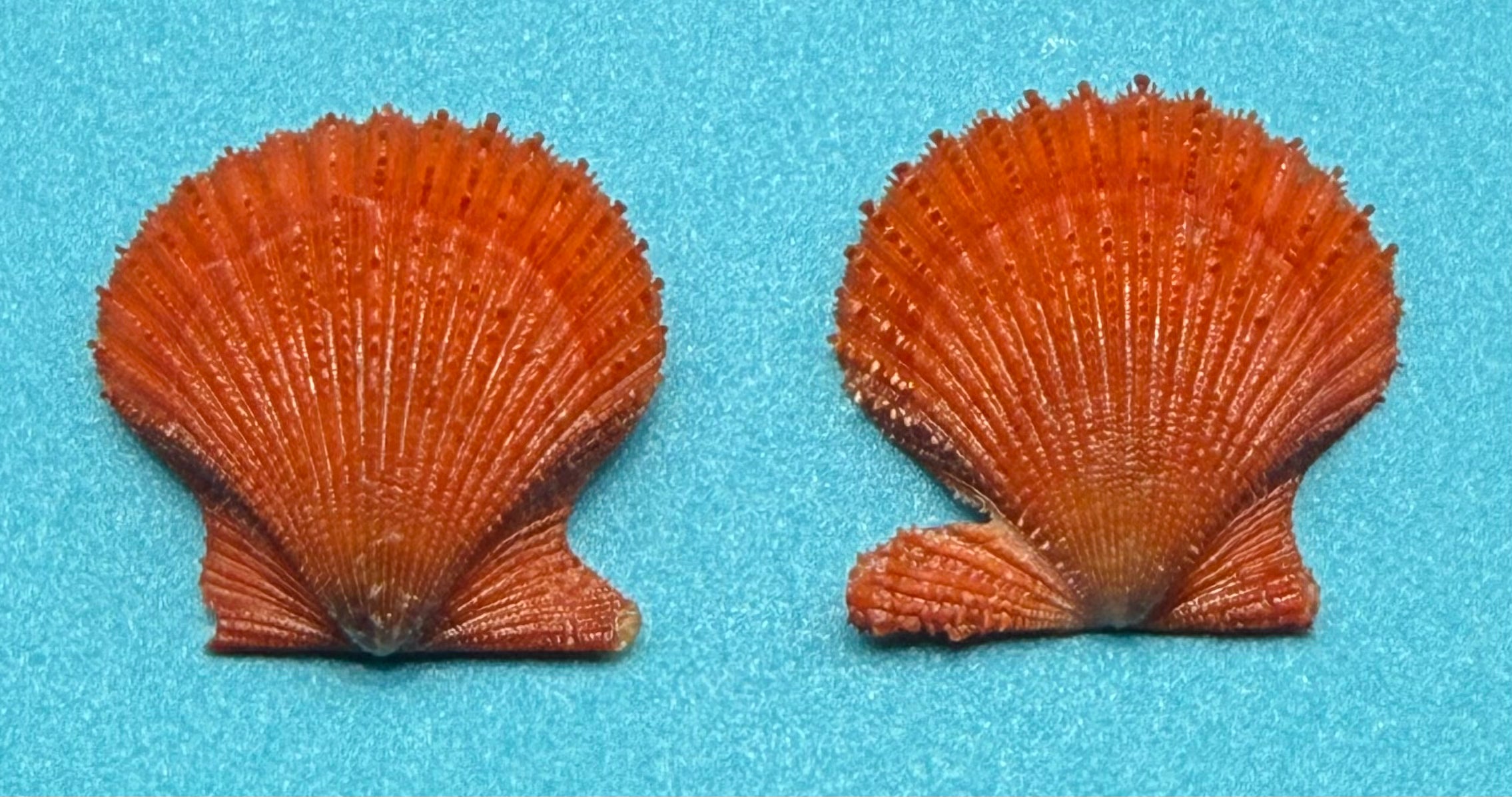 Lindapecten muscosus — Red Deep-Water Scallop - Dry Tortugas Specimen