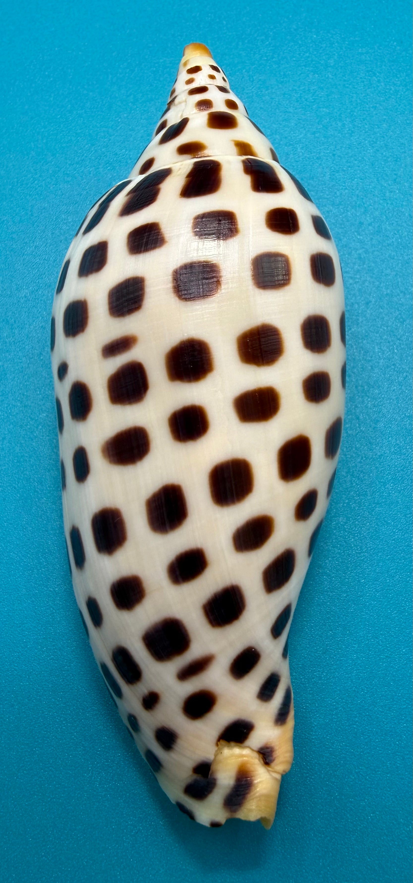 Scaphella elizabethae – 120.3mm – Dry Tortugas Florida Volute – TSC #0258VOL-TSC