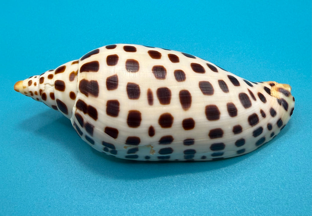 Scaphella elizabethae – 120.3mm – Dry Tortugas Florida Volute – TSC #0258VOL-TSC