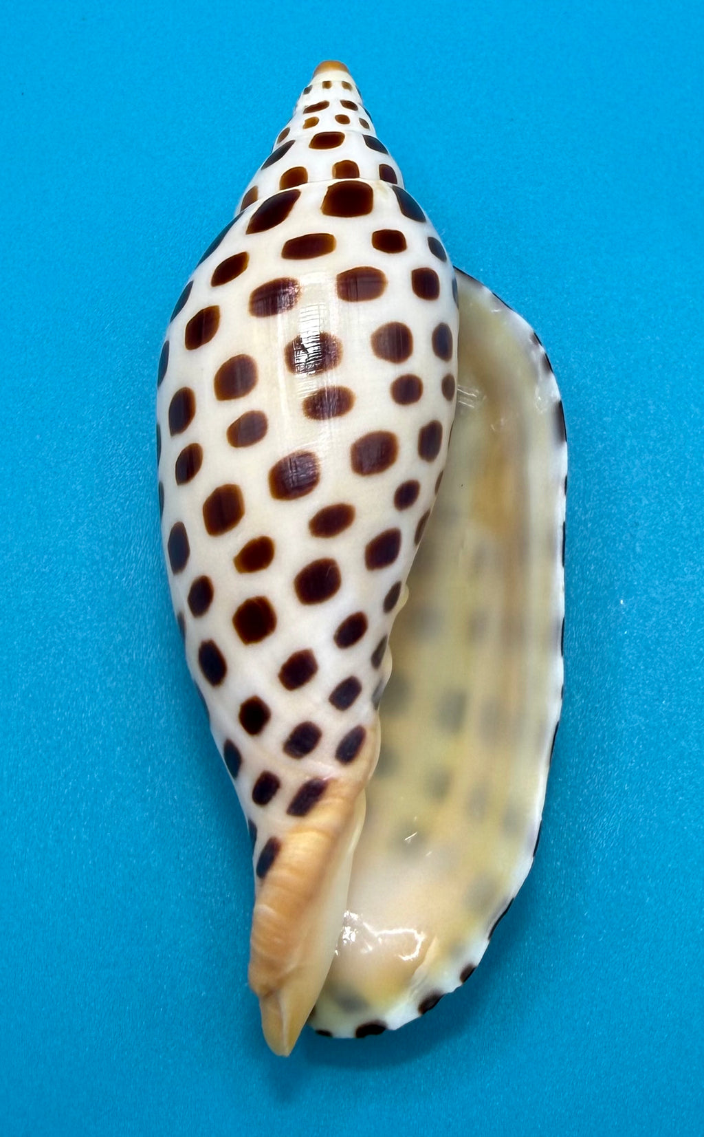 Scaphella elizabethae – 120.3mm – Dry Tortugas Florida Volute – TSC #0258VOL-TSC