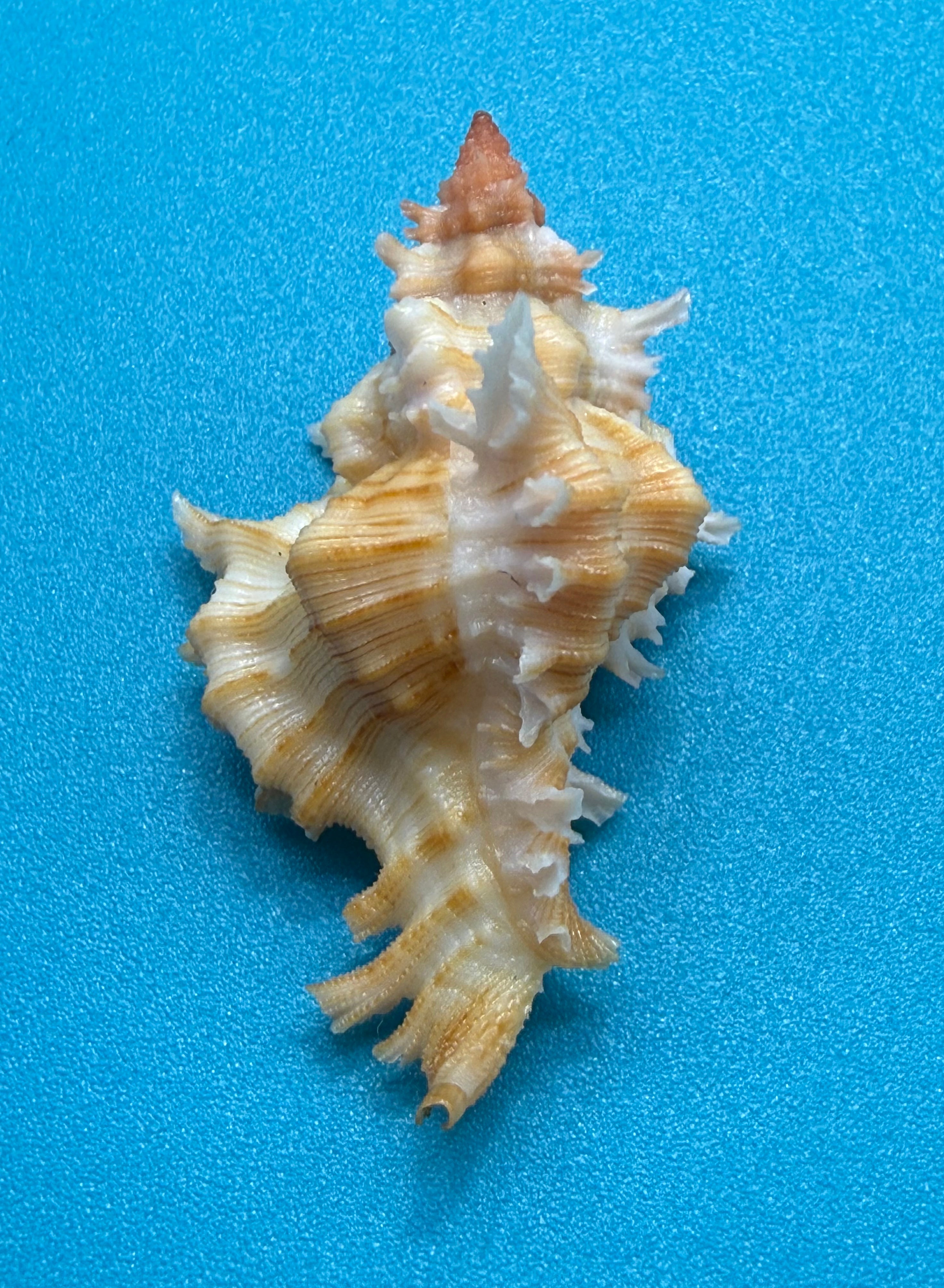 Chicoreus rachelcarsonae – 47.8mm – Dry Tortugas FL Muricid – TSC #0378MUR-TSC